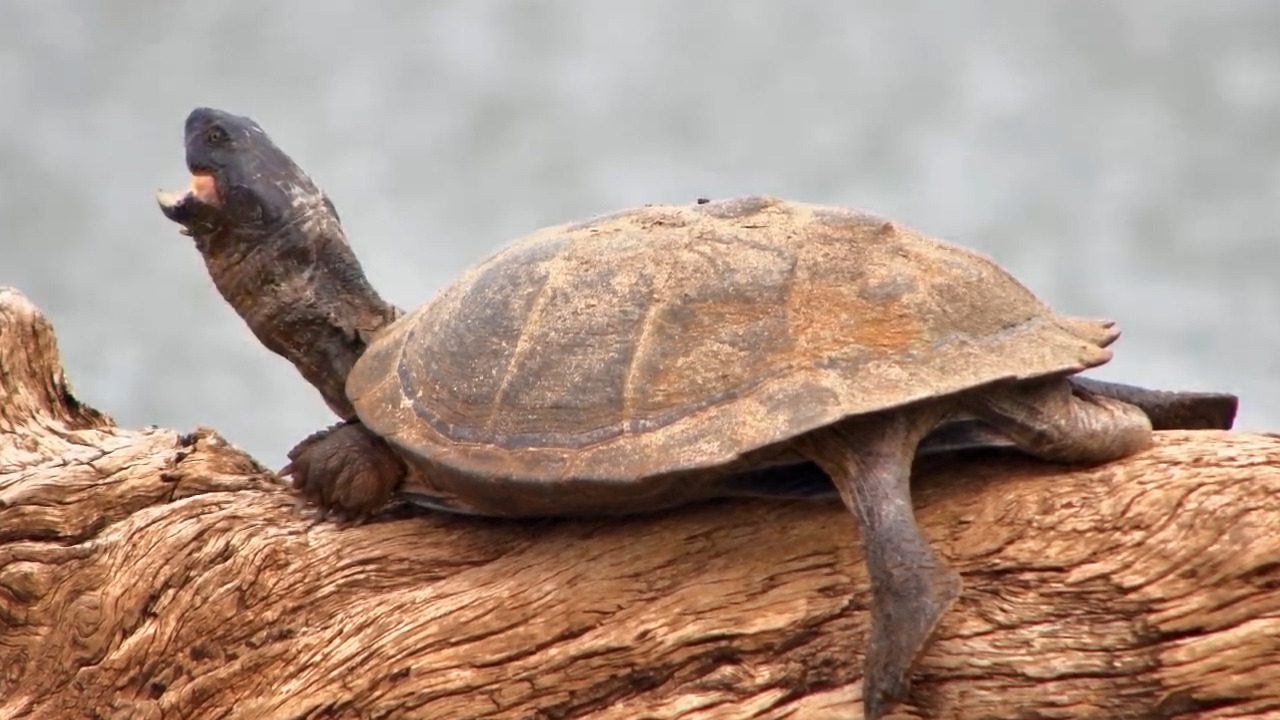 Too Tired? Terrapin Retreats