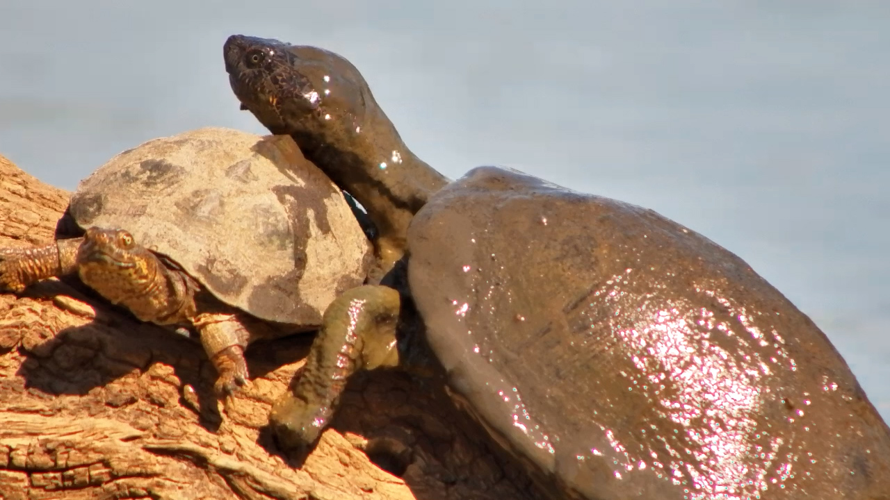 Log Wars! Terrapins Push & Shove at the Waterhole