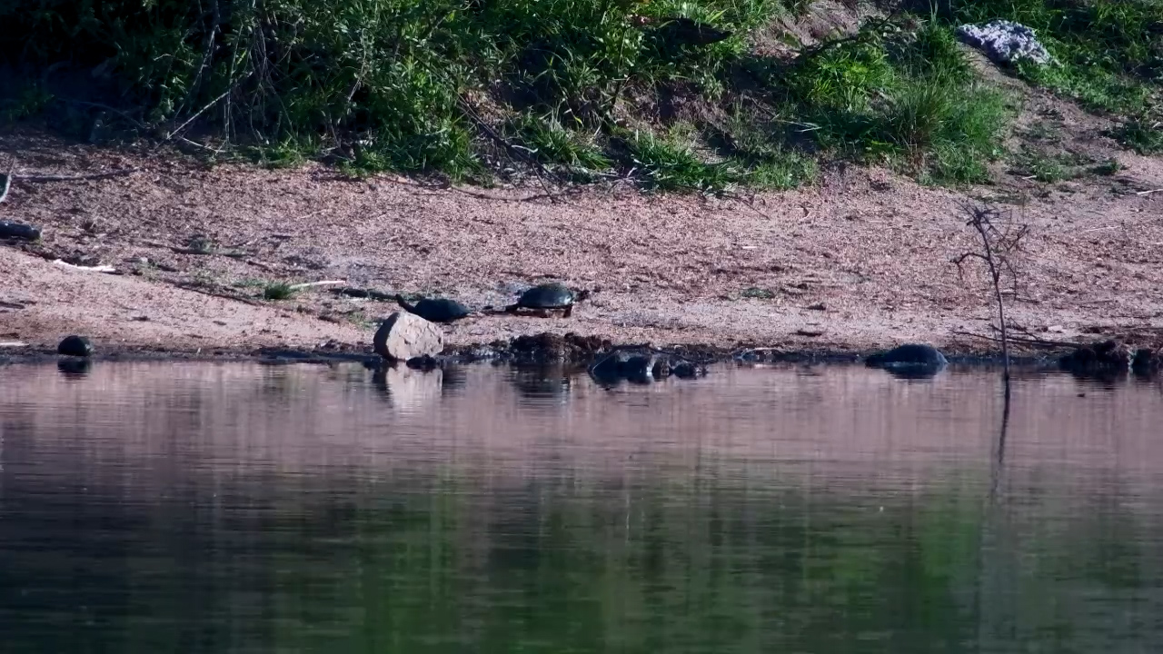 Indecisive Terrapins Shuffle About at Simbavati Waterside