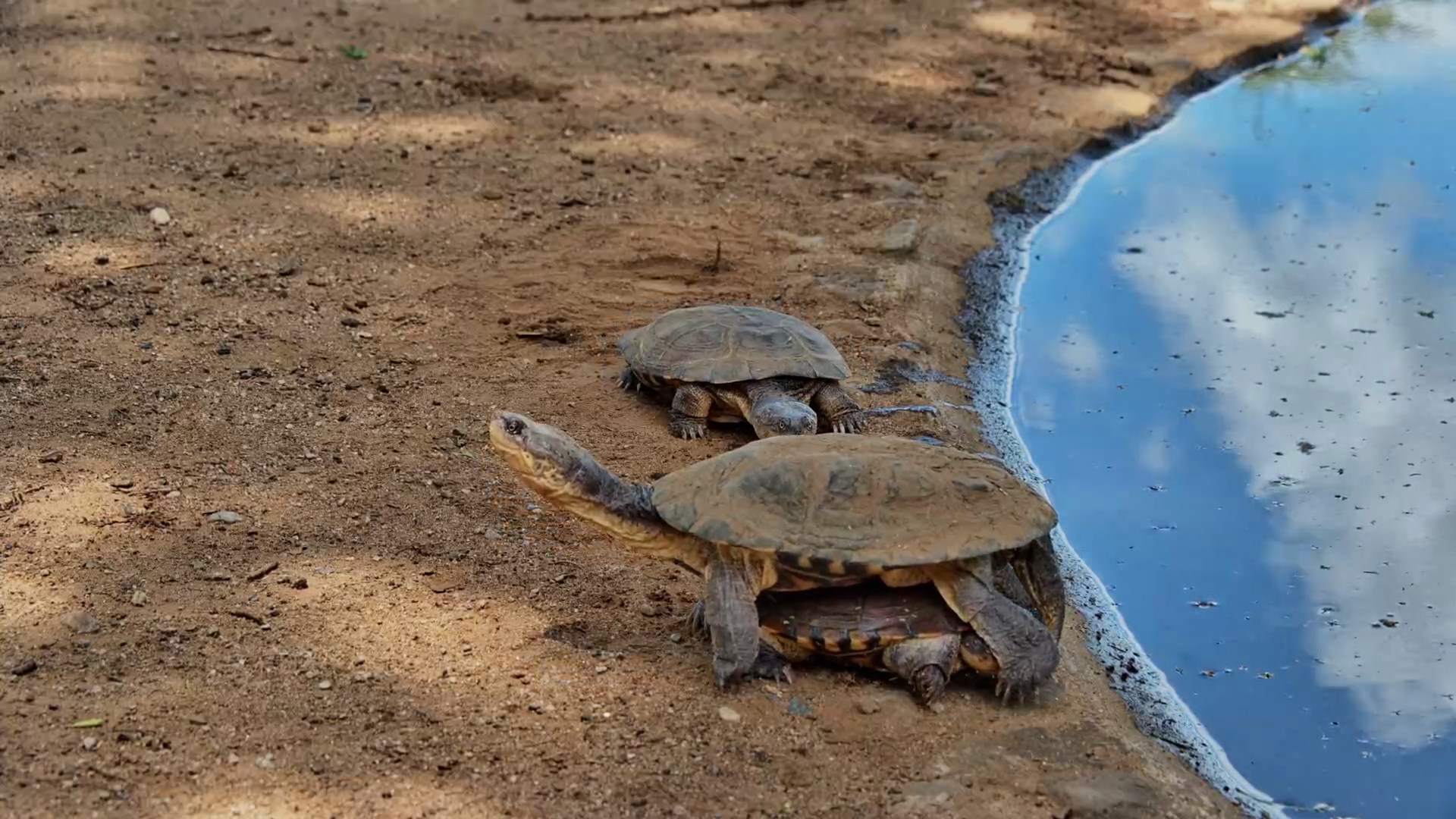 Terrapins Climb on Top of Each Other