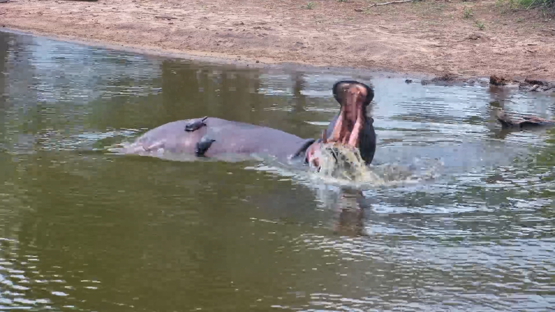 Hippo Rolls With Terrapins Sliding Off His Back