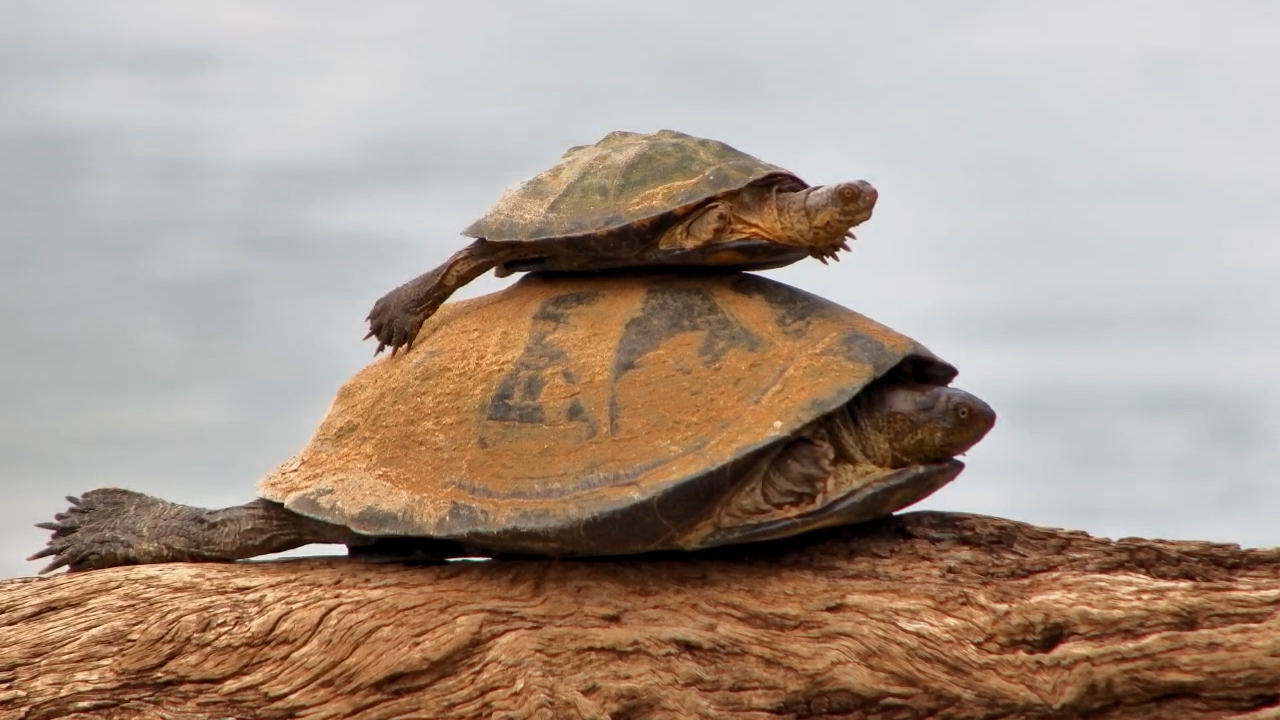Tiny Terrapin Tries to Steal the Sun… Gets DROPPED!