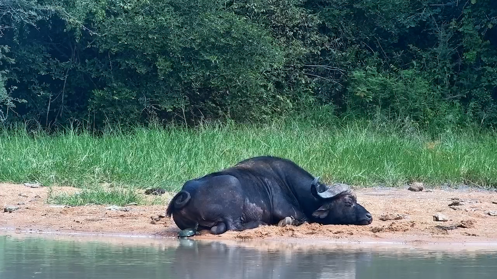 Not Today, Terrapins! Sleepy Buffalo Swats Back