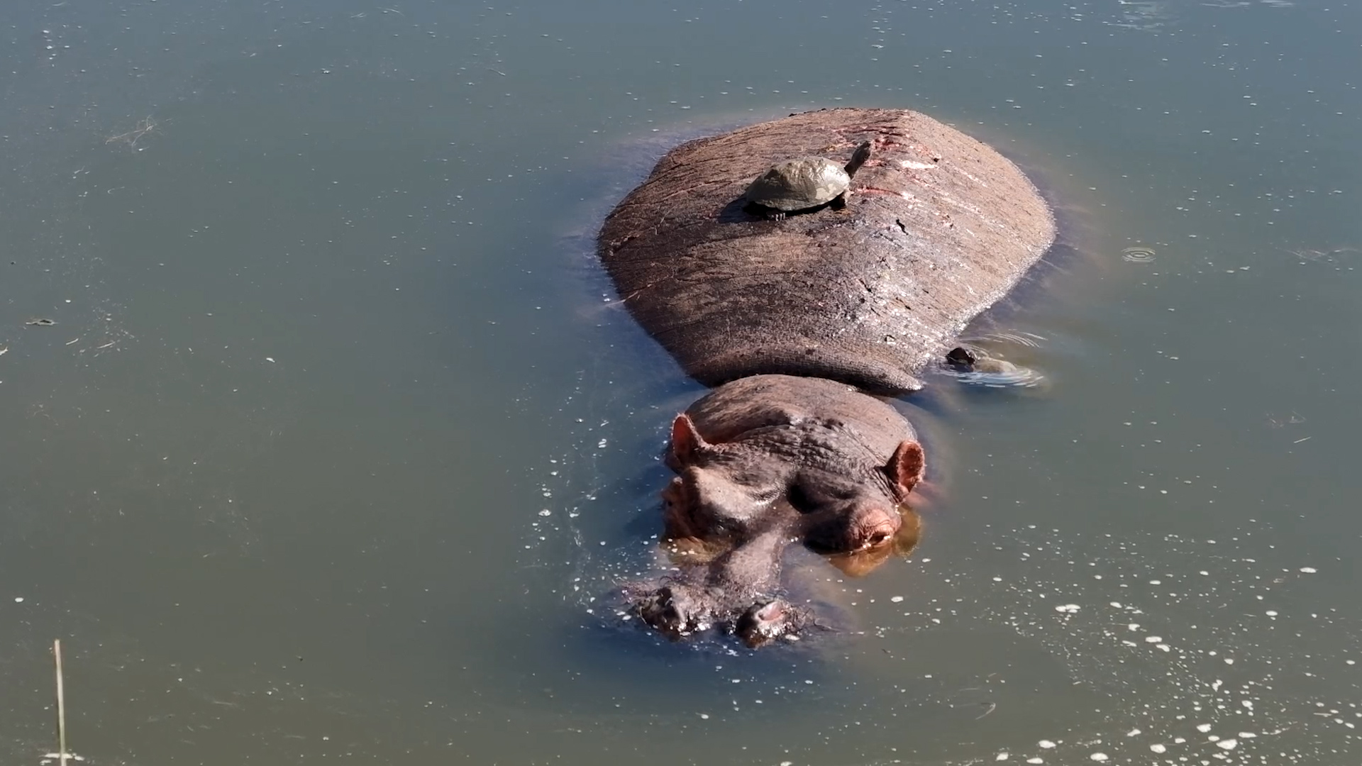 Nature’s Weirdest Friendship at the Waterhole