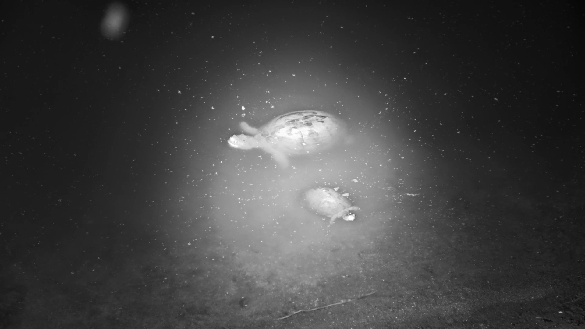 Infra-Red Adventures: Terrapins Swim the Night Waters