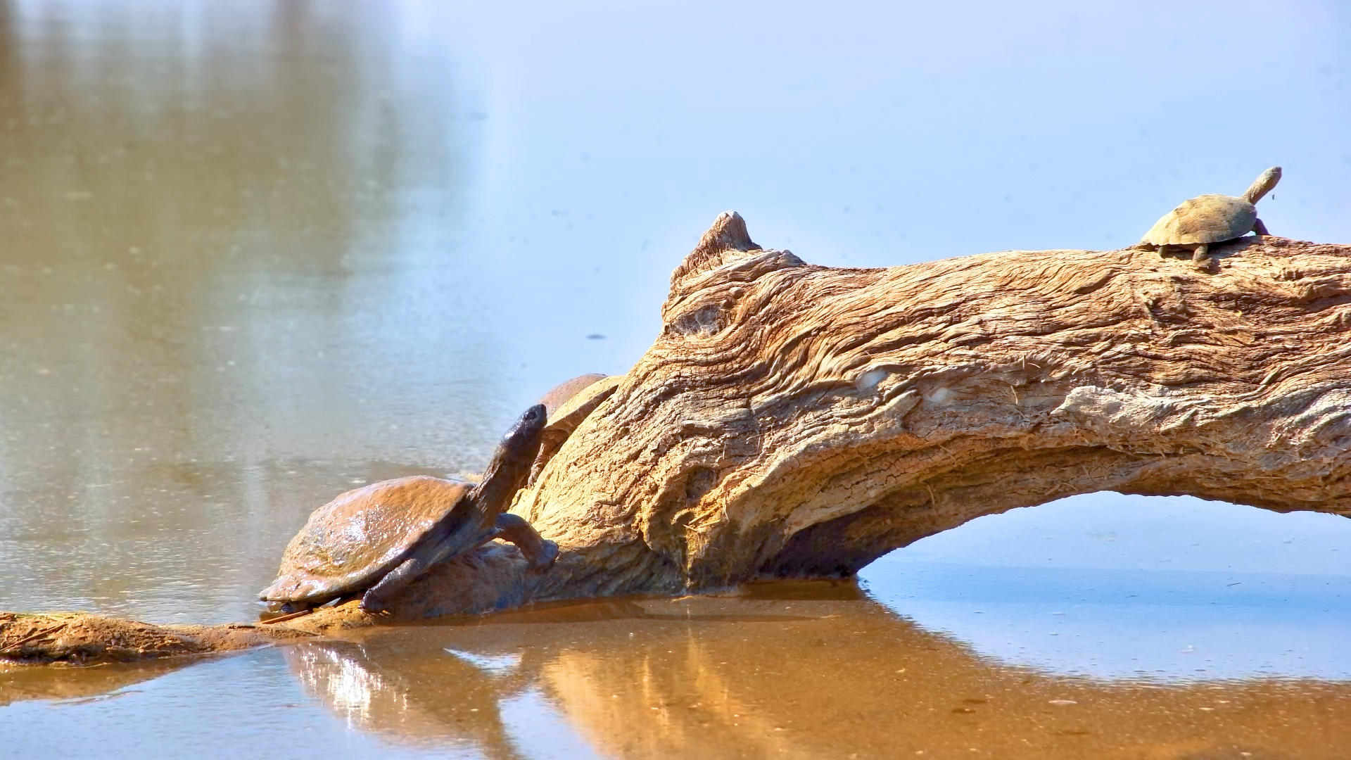 Peak Terrapin Behaviour