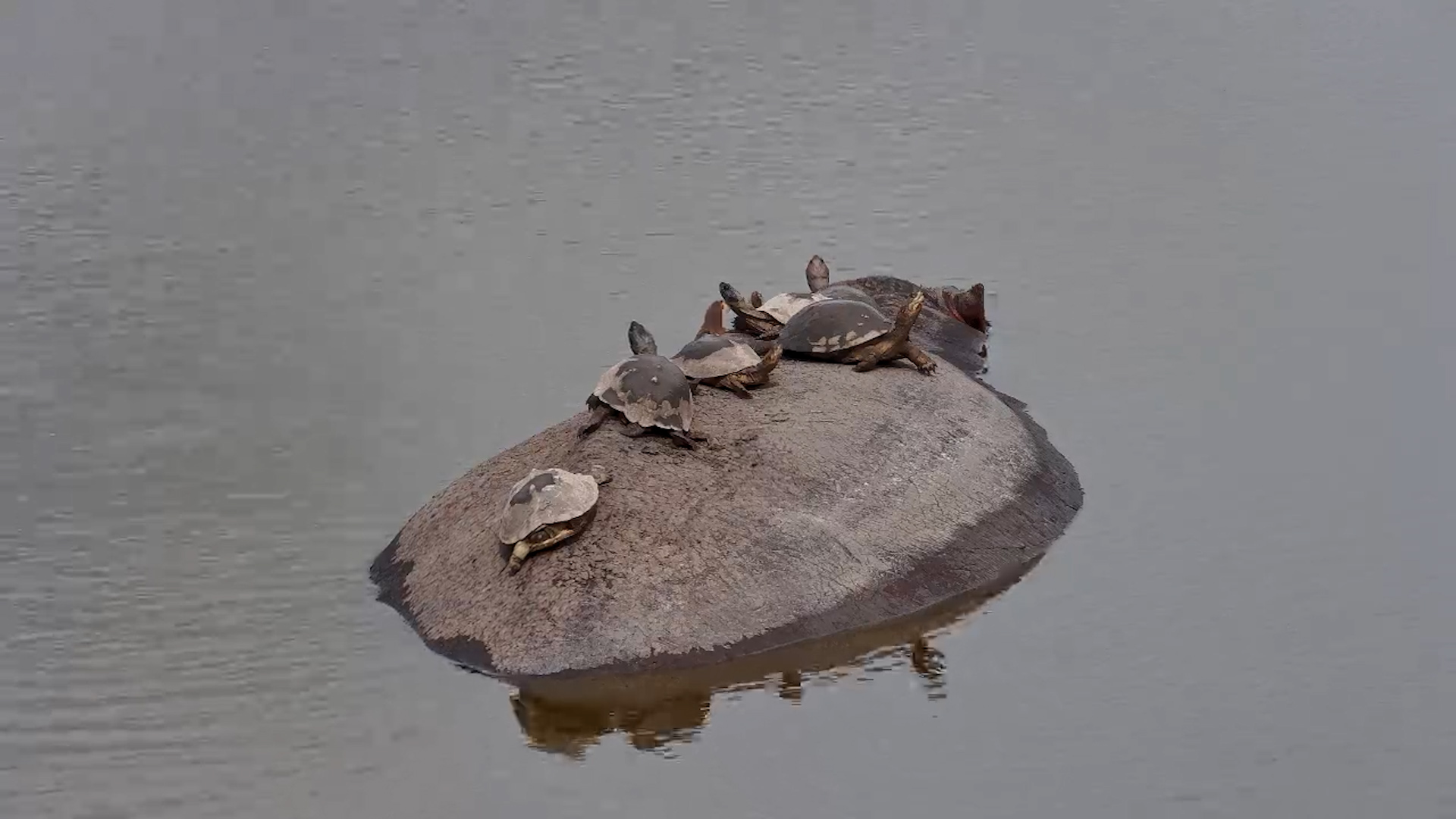 How Many Terrapins Can a Hippo Carry?