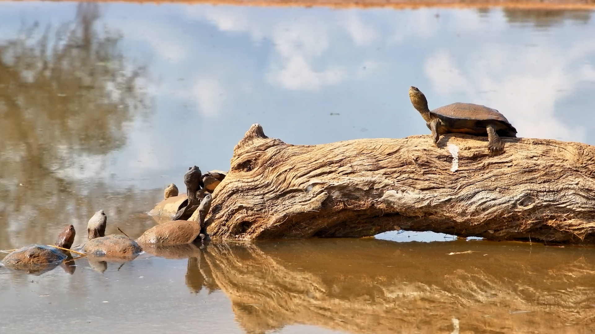 King of the Log
