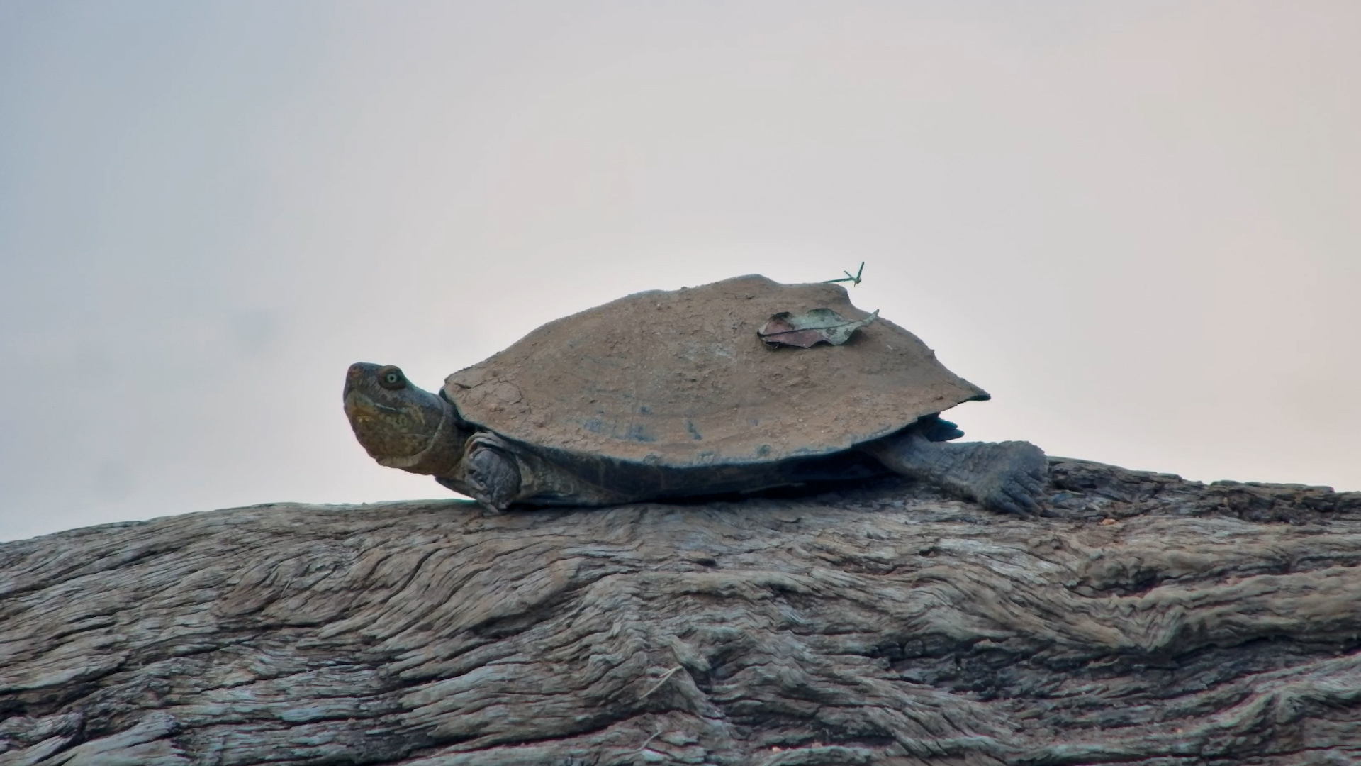 Terrapins Turn a Log Into the Best Seat at the Waterhole