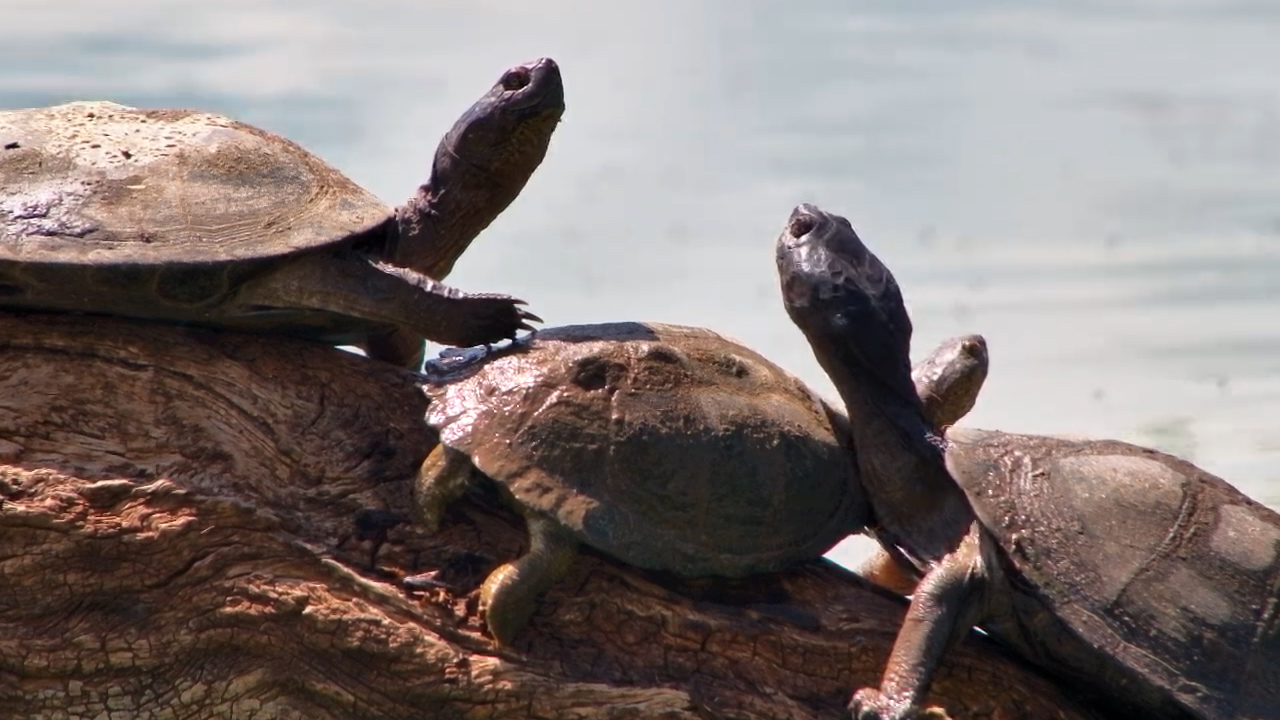 Terrapin Buddies Share a Log