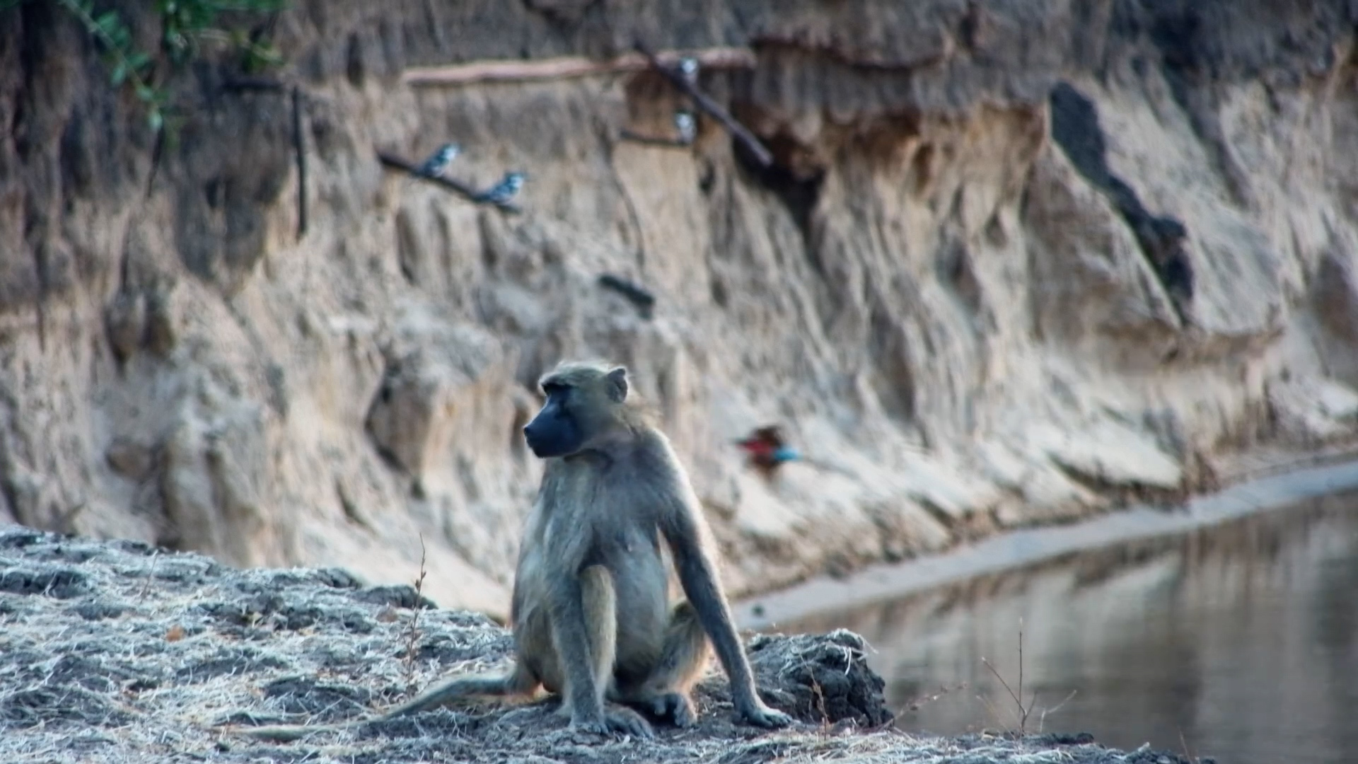 Chacma Baboon Enjoys the View as Bee-Eaters Fly By