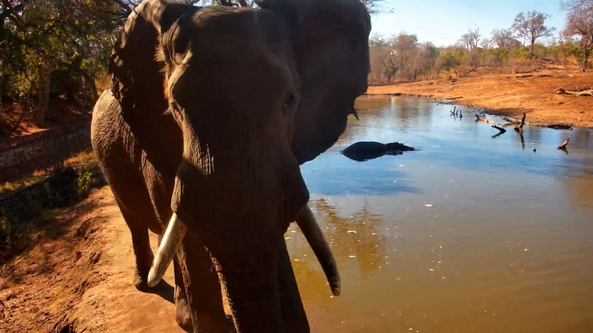 Elephant Drinks and Checks Out the Camera