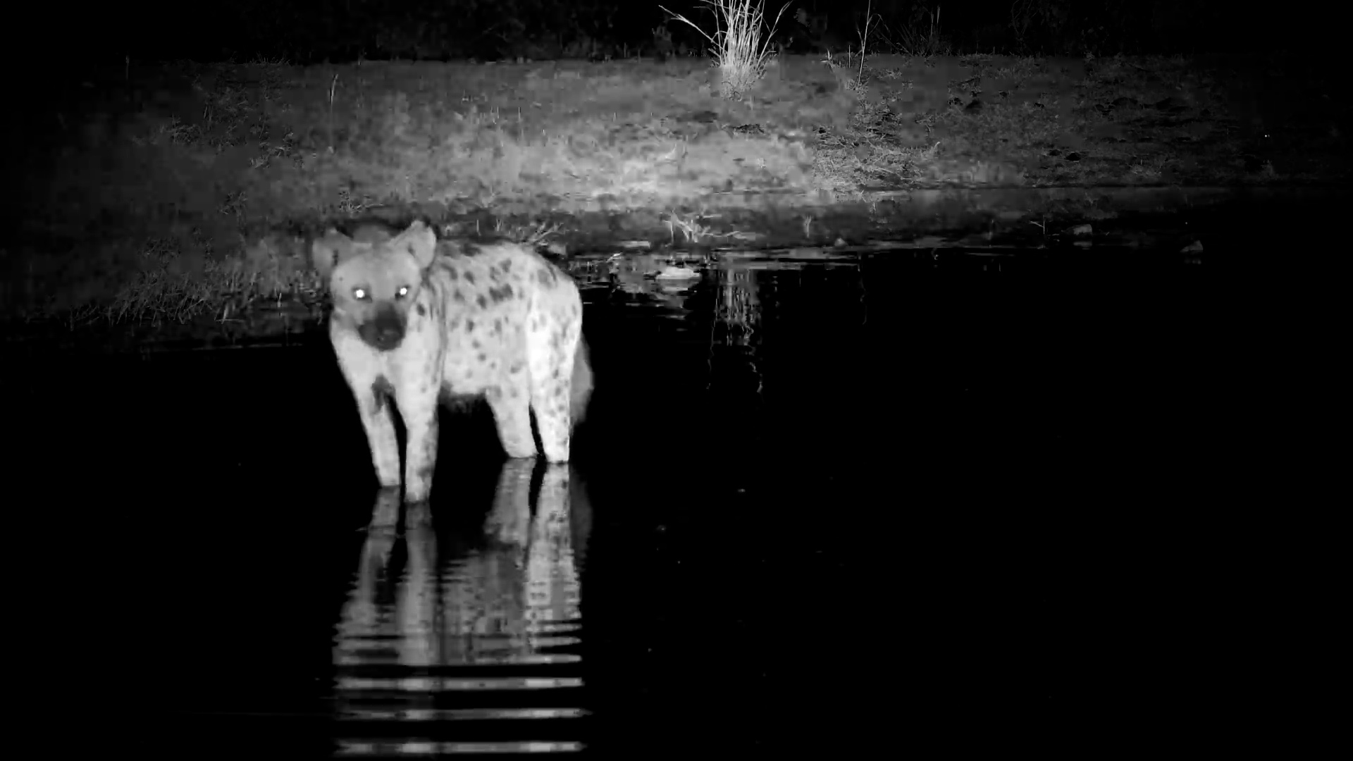 Spotted Hyena Wades Through Serengeti Waterhole