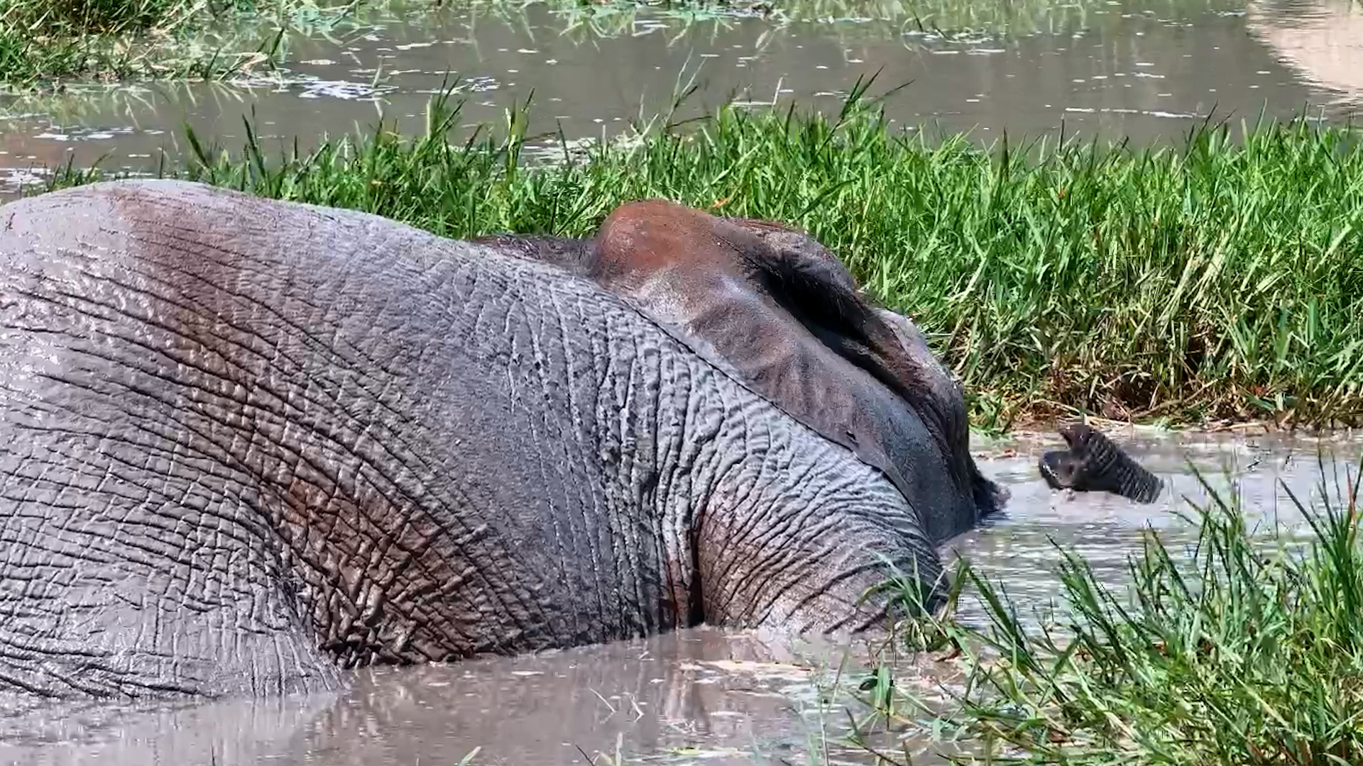 Elephant Testing His Built-In Snorkel