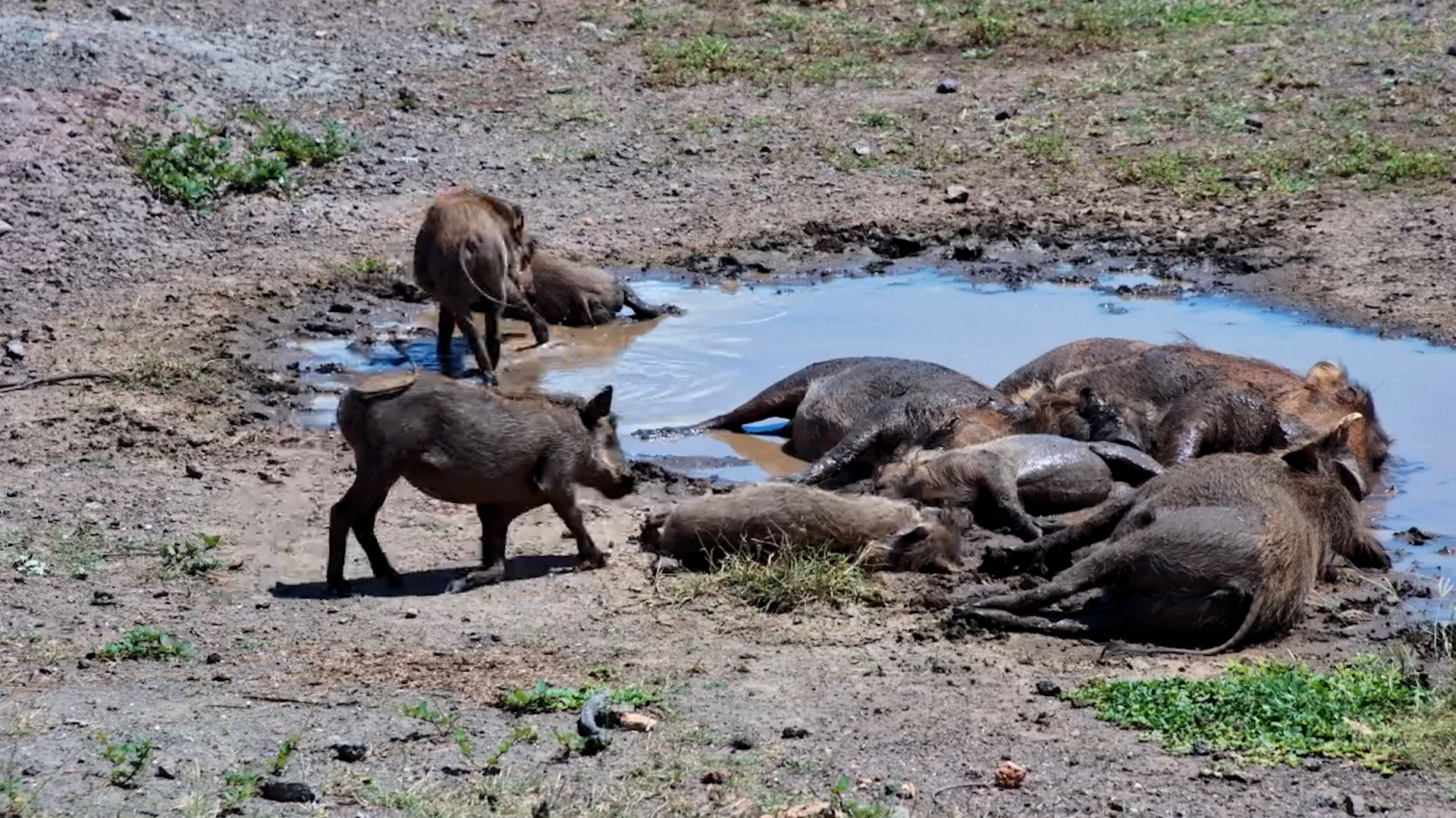 Out of Office: Warthog Edition