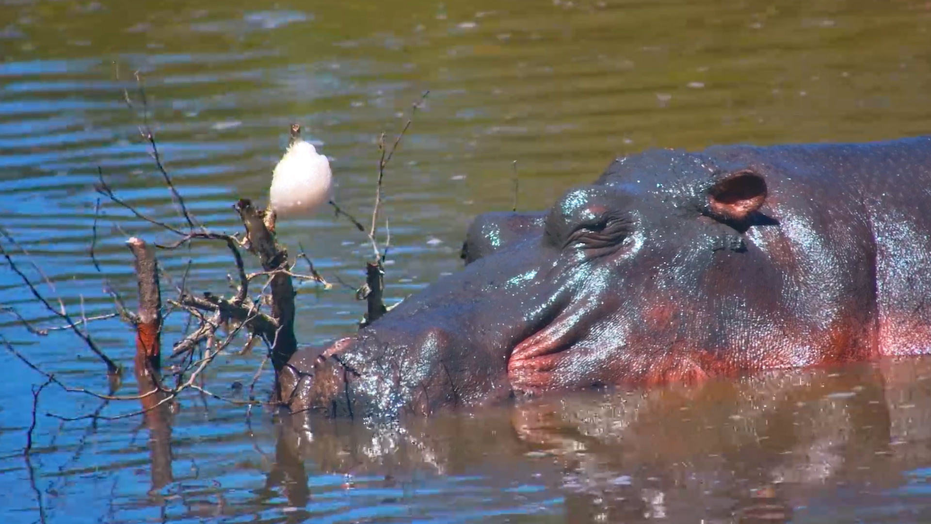 Hippo Totally Unbothered