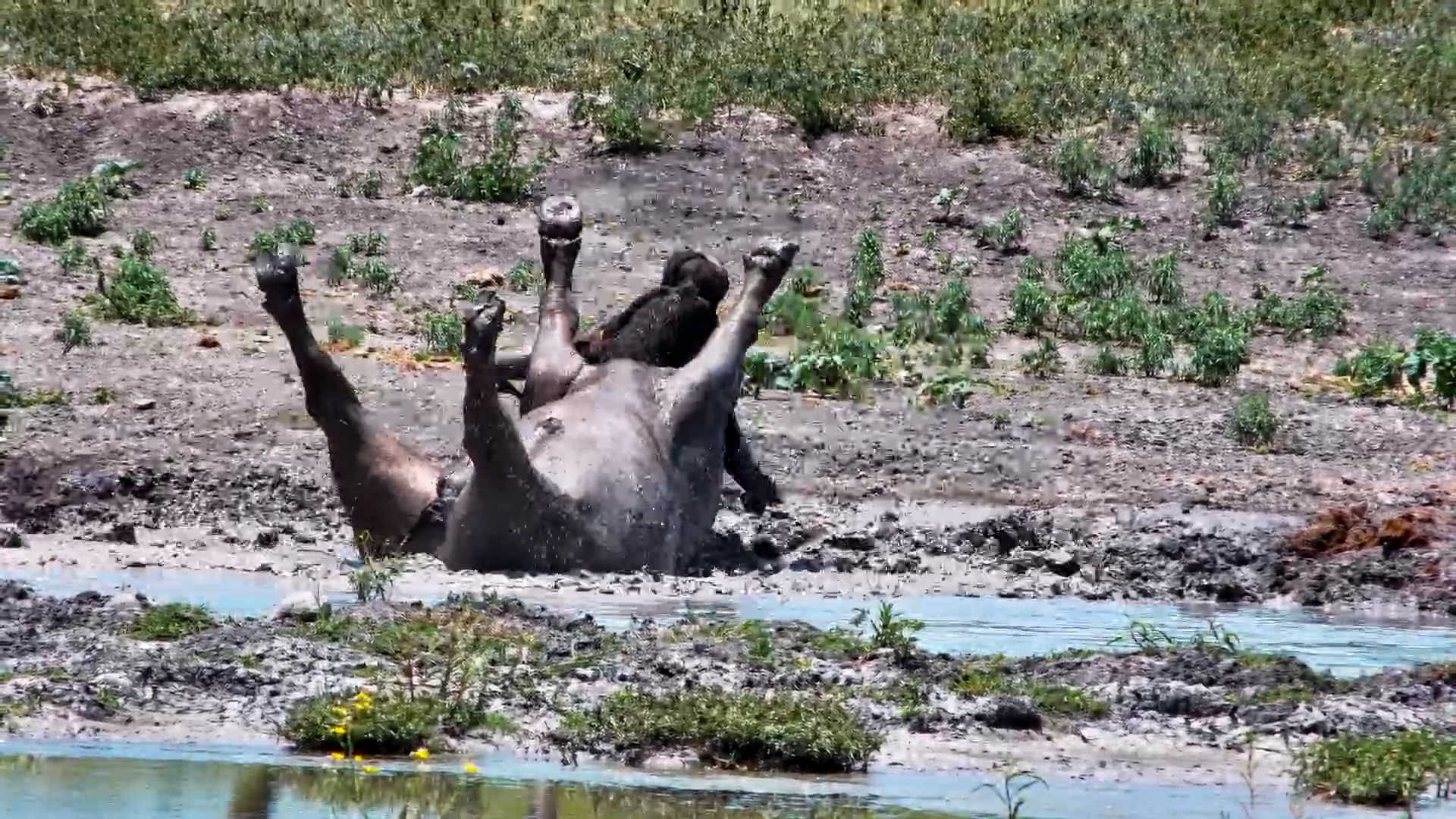 When You’re Too Big for the Mud Bath