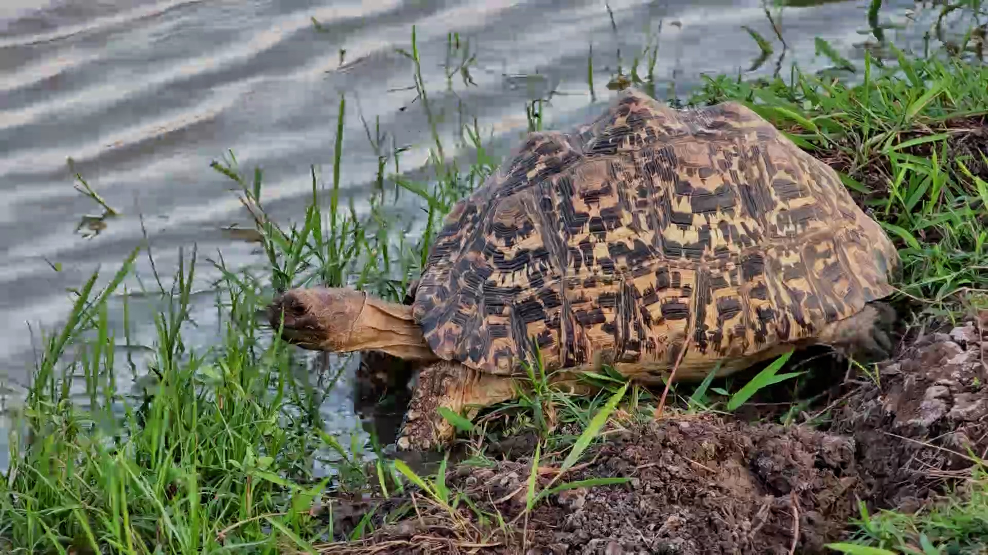 This Tortoise Took the Wet Route