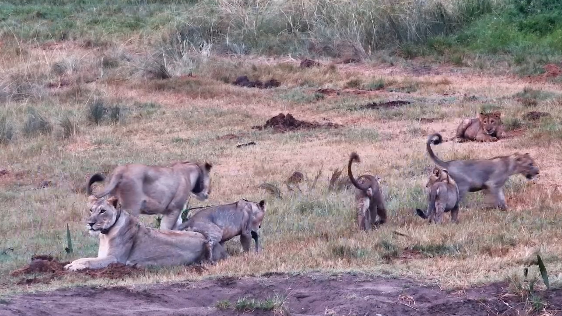 Lion Cubs at Play!