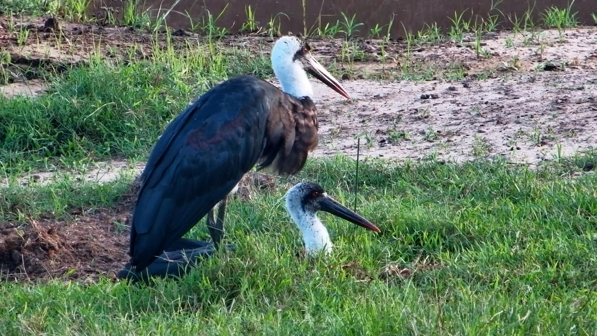 A Calm Connection Between Two Storks