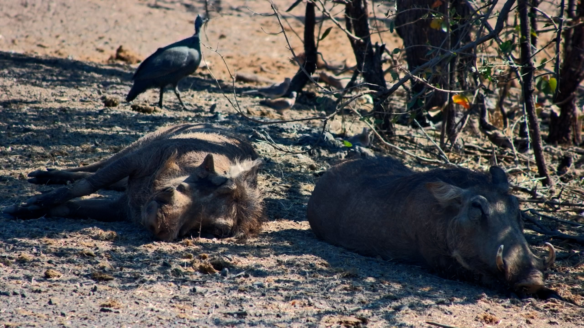 Lazy Warthogs Has No Plans For The Day