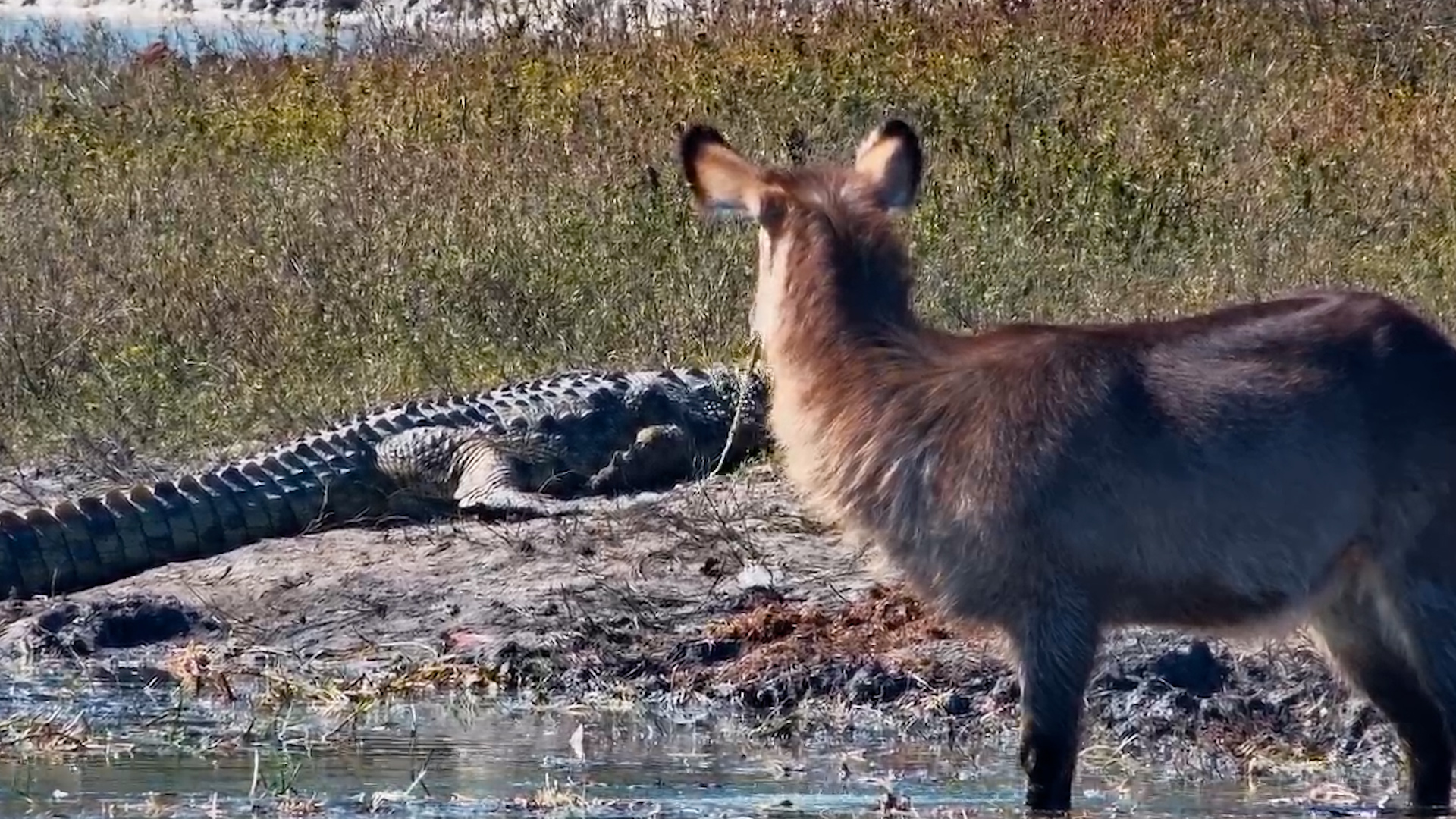 Breakfast Beside a Crocodile