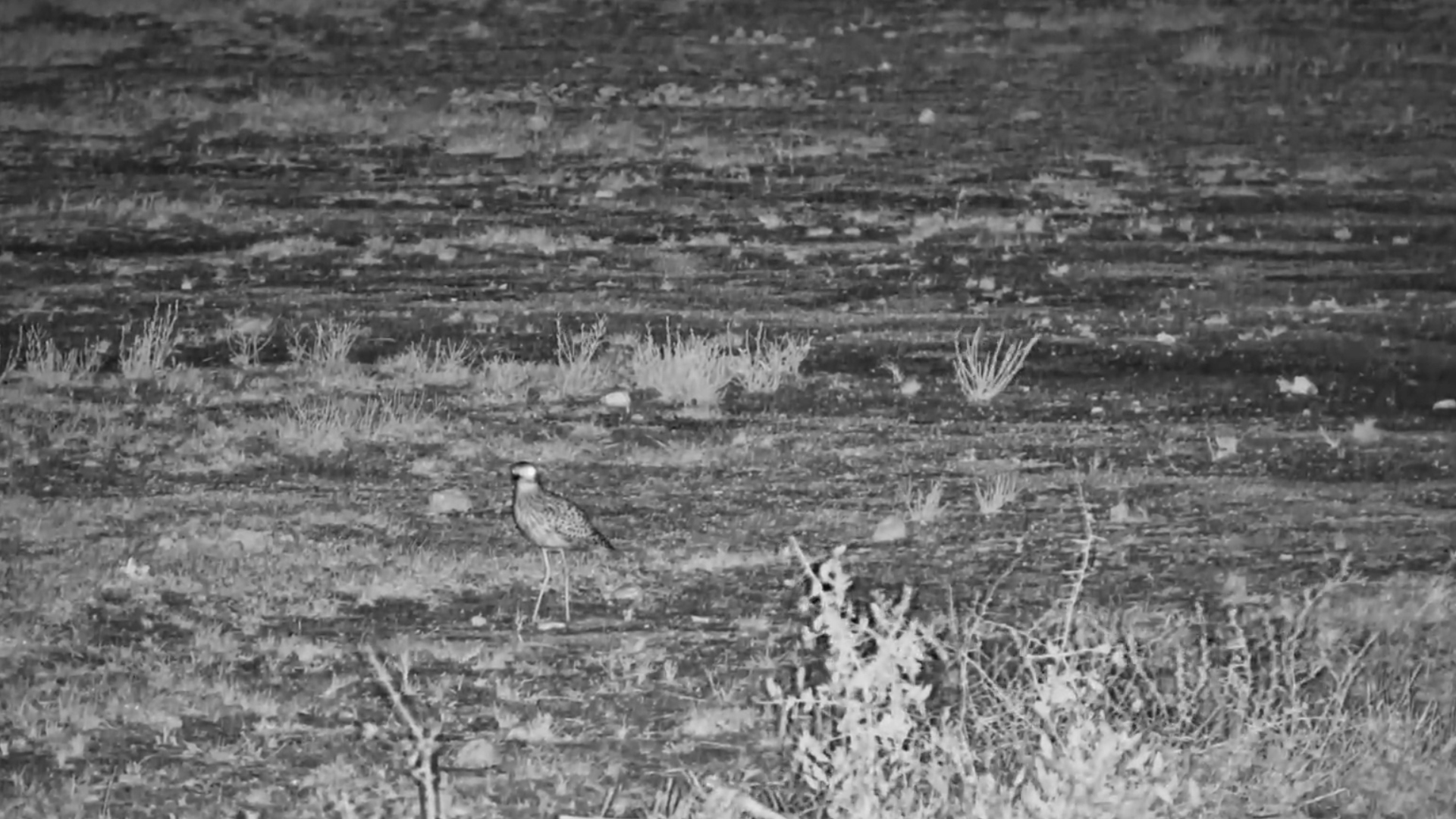 potted Thick-knee Forages and Scurries Across Kalahari Salt Pan