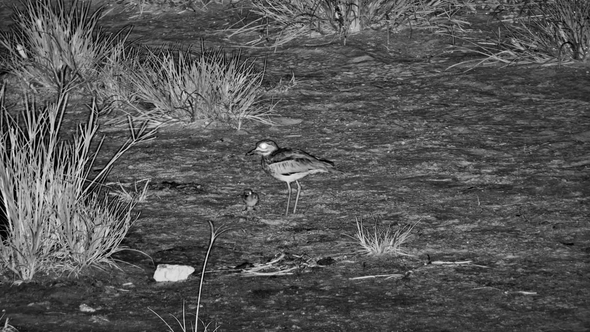 A Pair of Water Thick-knees on Chick Watch