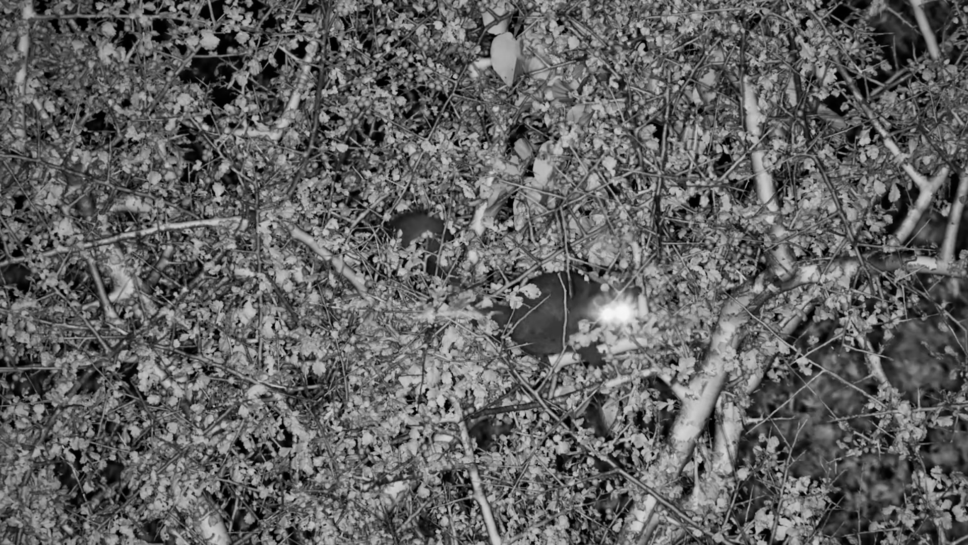 Bushbabies Active at Night