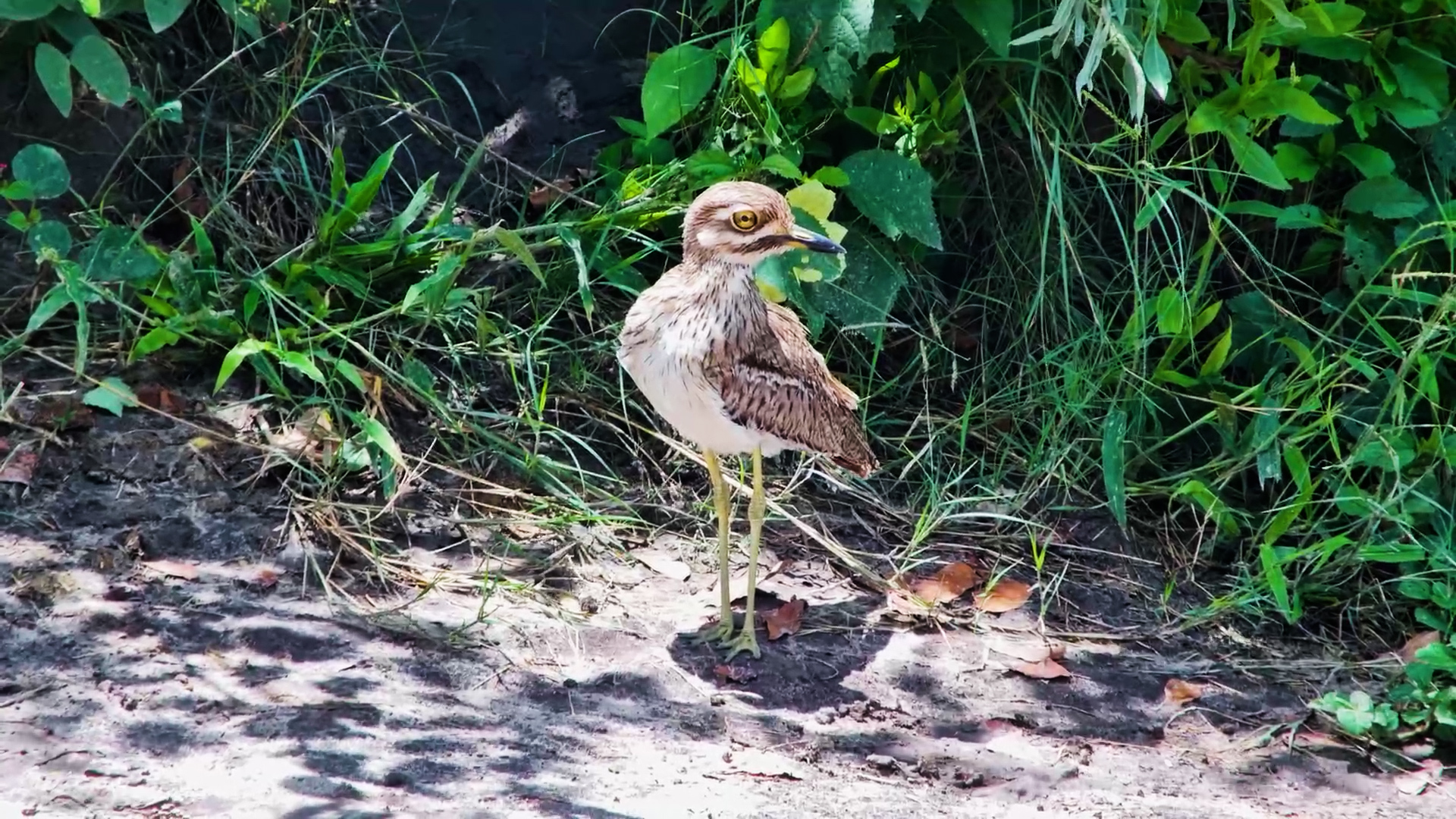 Water Thick-Knee Relaxing by the Edge