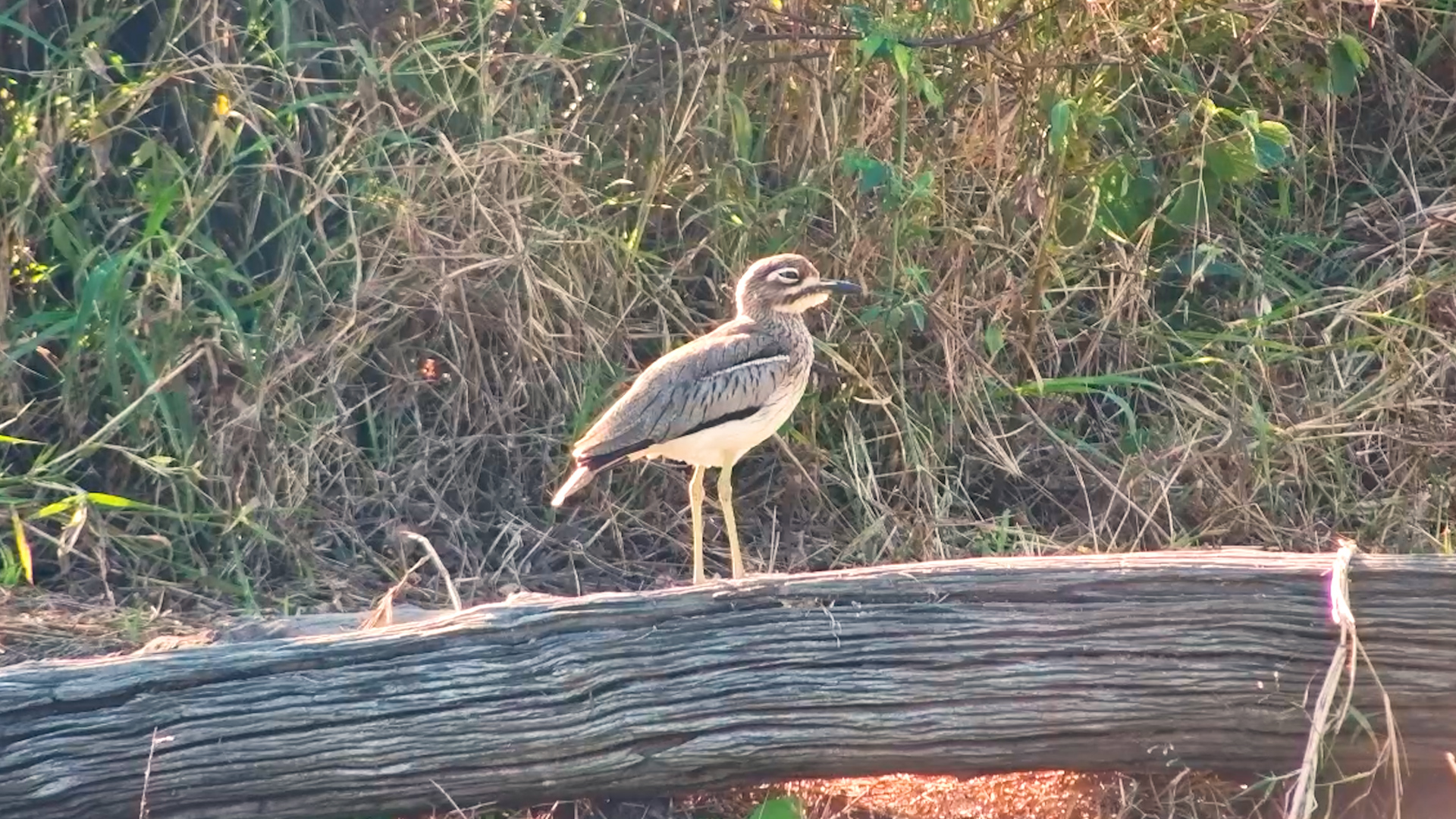 Just a Water Thick-Knee Enjoying Life