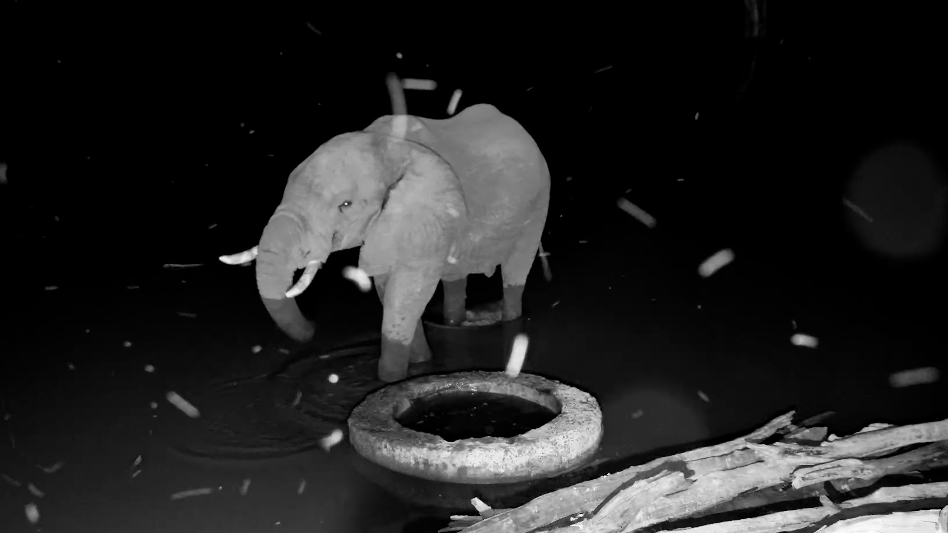 The Bugs Completely Took Over This Elephant Clip