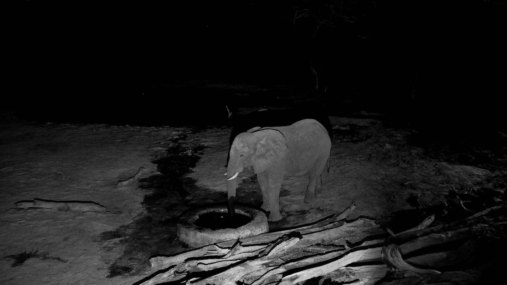 Lone Elephant Hangs Out at the Well