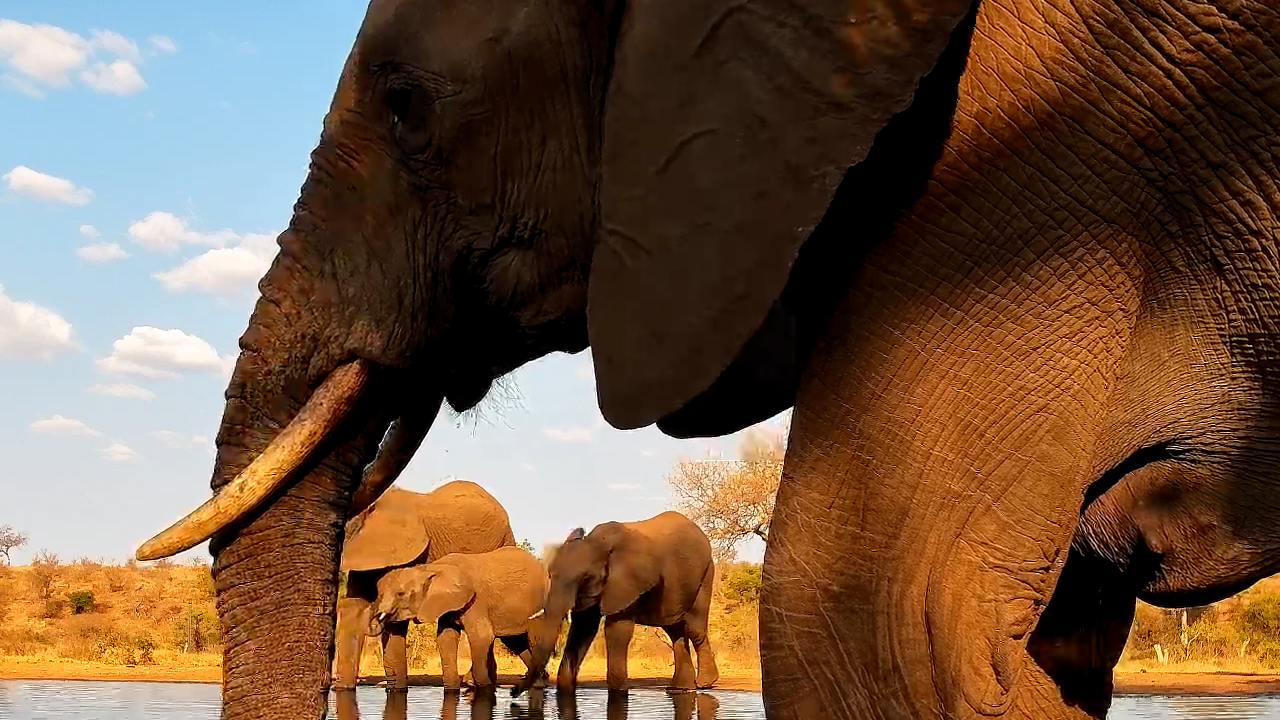 Gentle Giants Quench Their Thirst at Kings Camp Waterhole