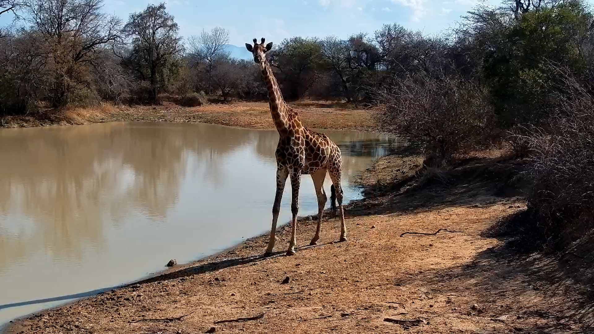 Thirsty Giraffe Arrives at Jabulani