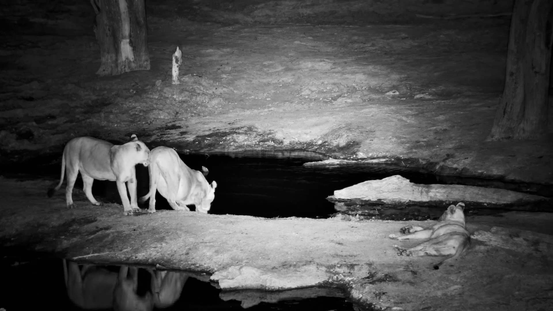 Full-Bellied Thirsty Lions Arrive for a Night Drink