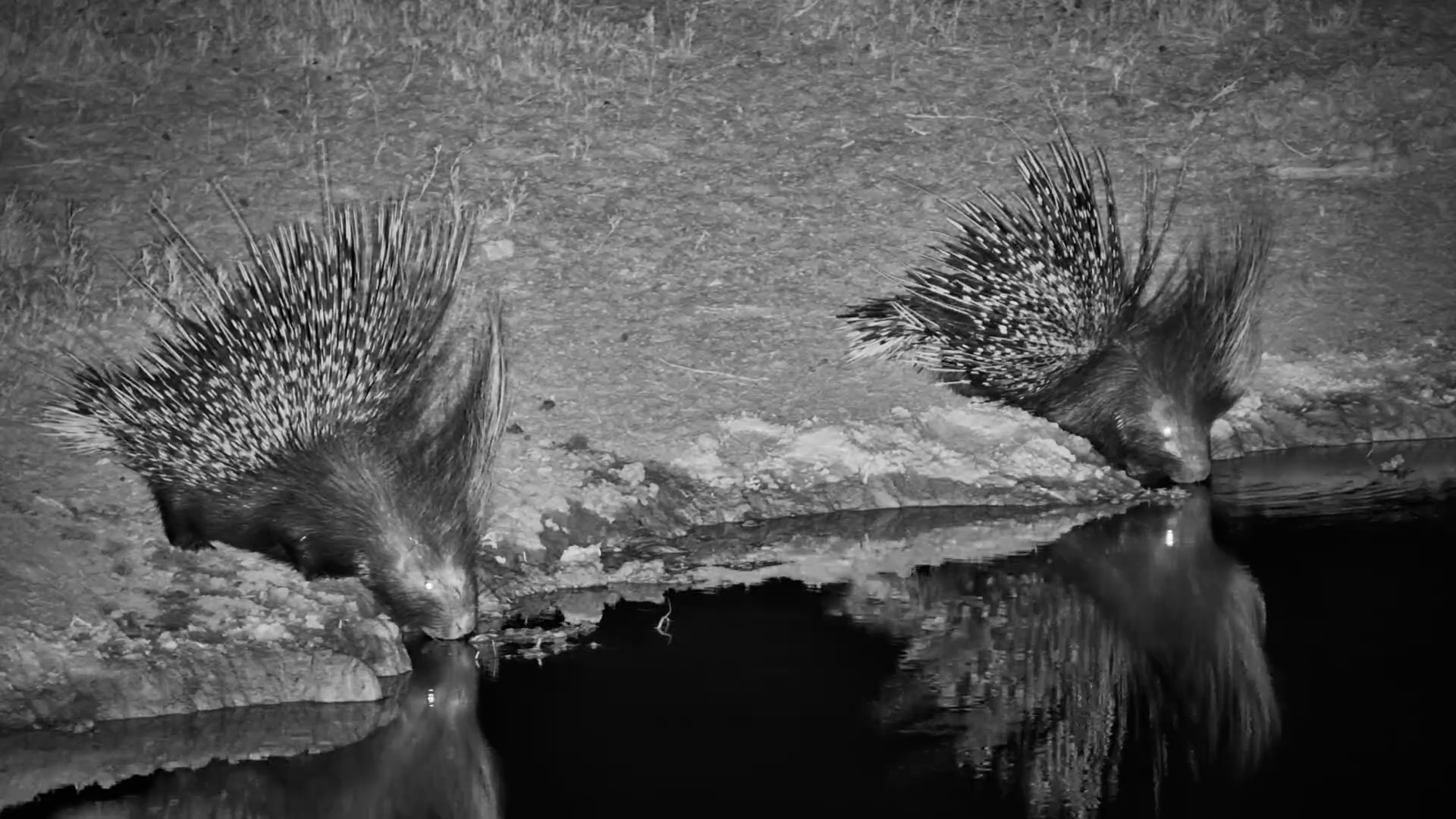 Porcupine Duo Drinks Under the Stars at Jack’s Camp