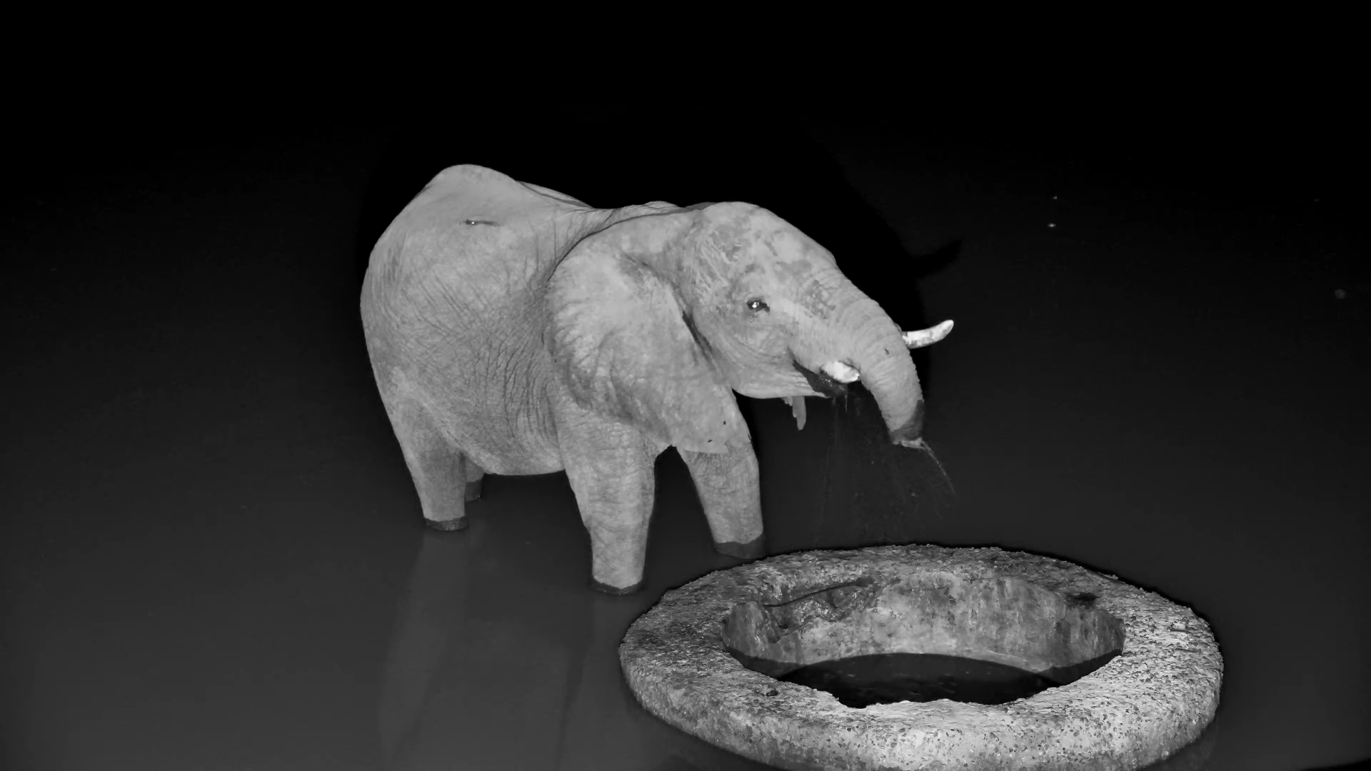This Elephant Looks Different…