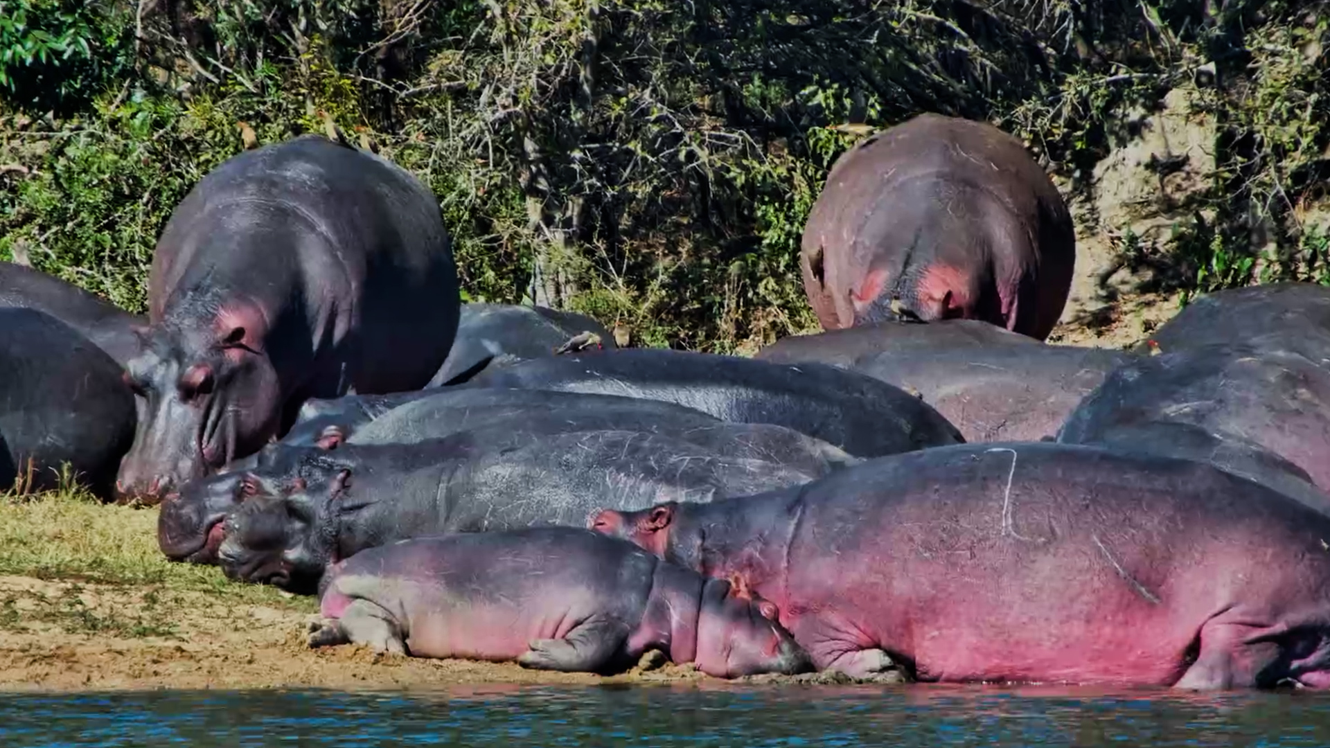 A Pod of Hippos Doing Absolutely Nothing
