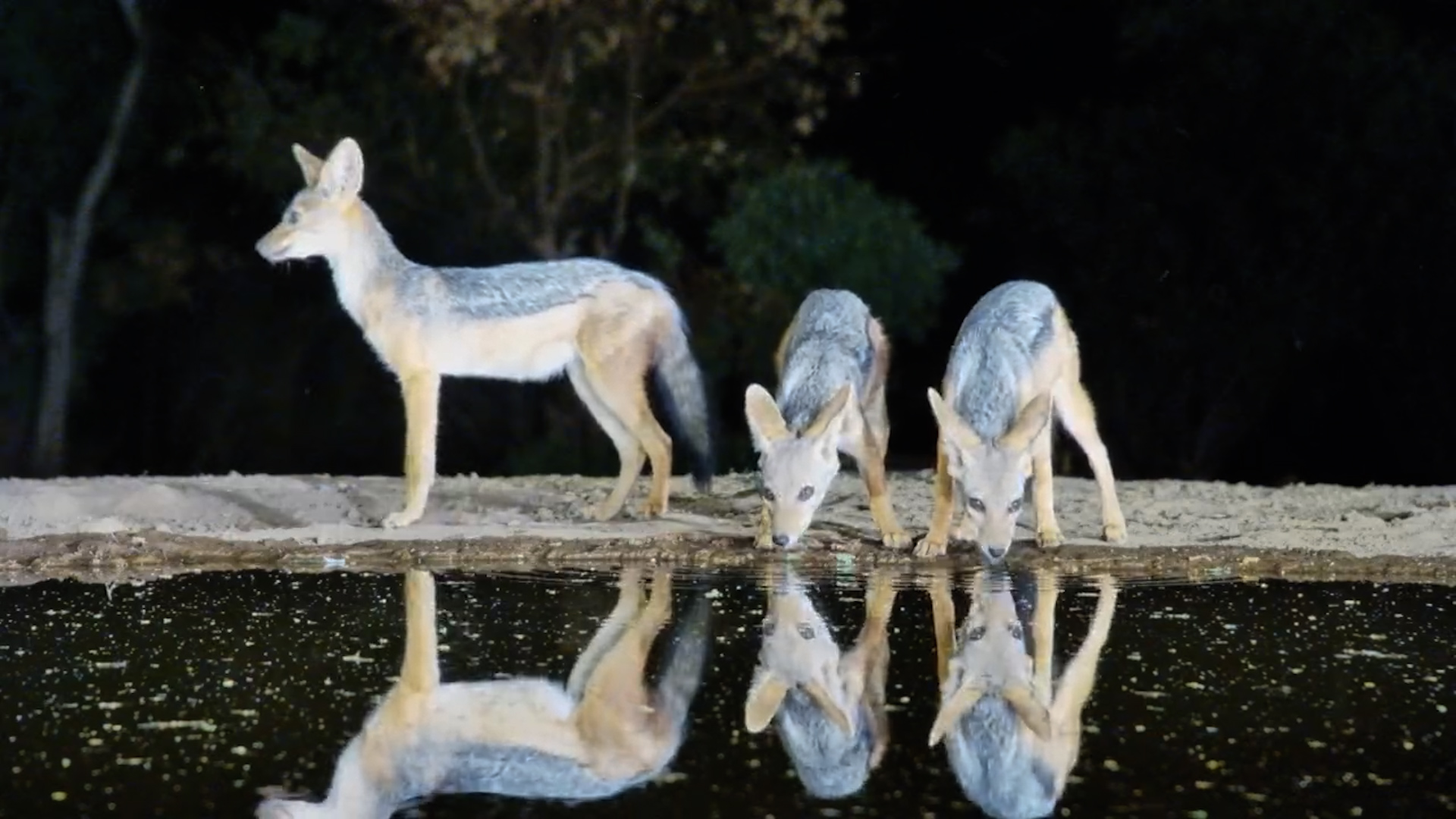 Trio of Jackals Drinks Together