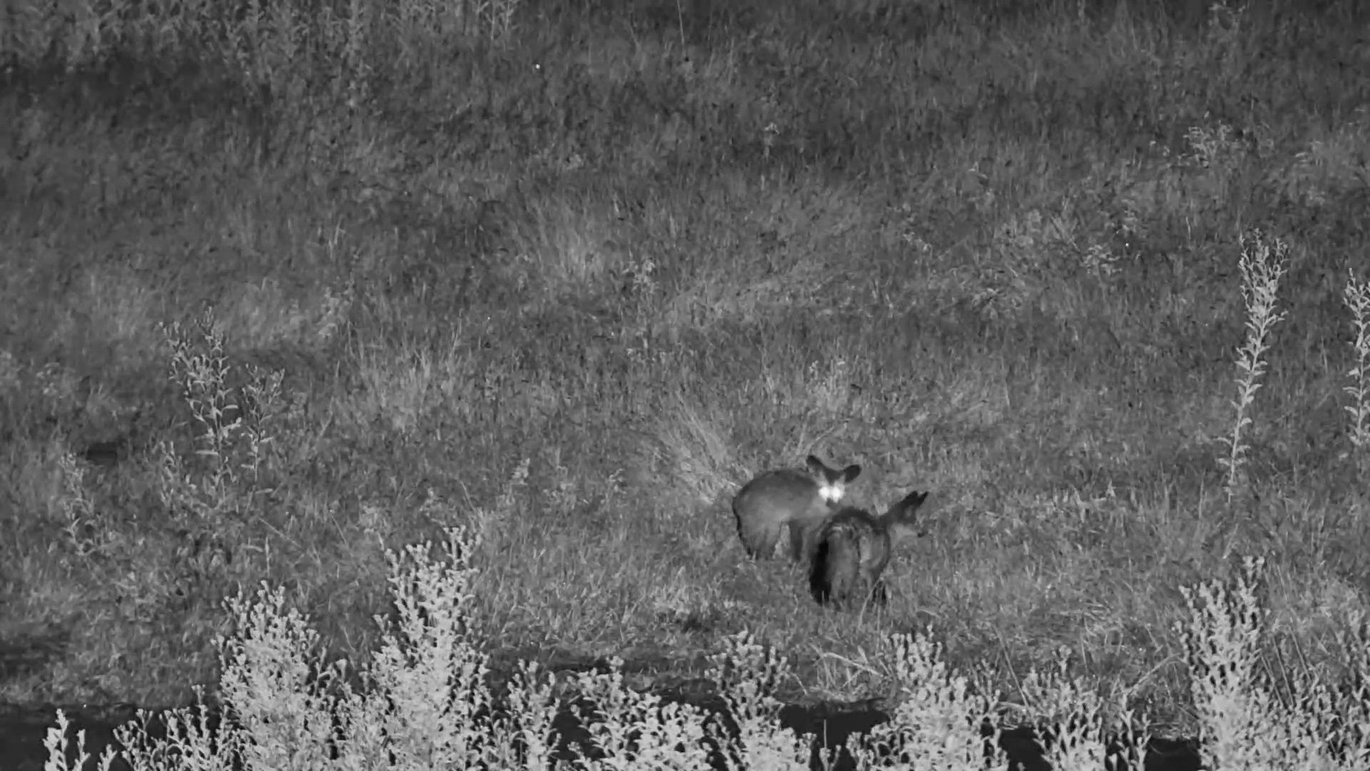 Bat-Eared Fox Family Forages