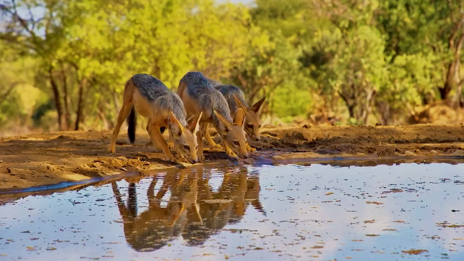 Three Black-Backed Jackal Pups at the Waterhole