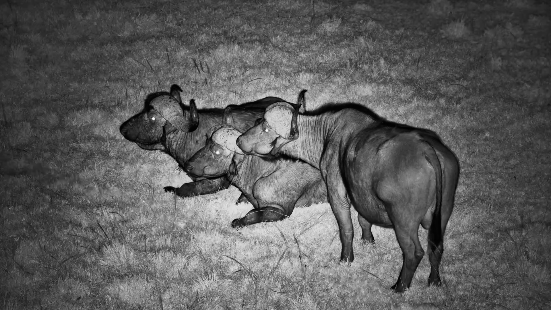 Cuddly Giants: Buffalo Friends in the Night