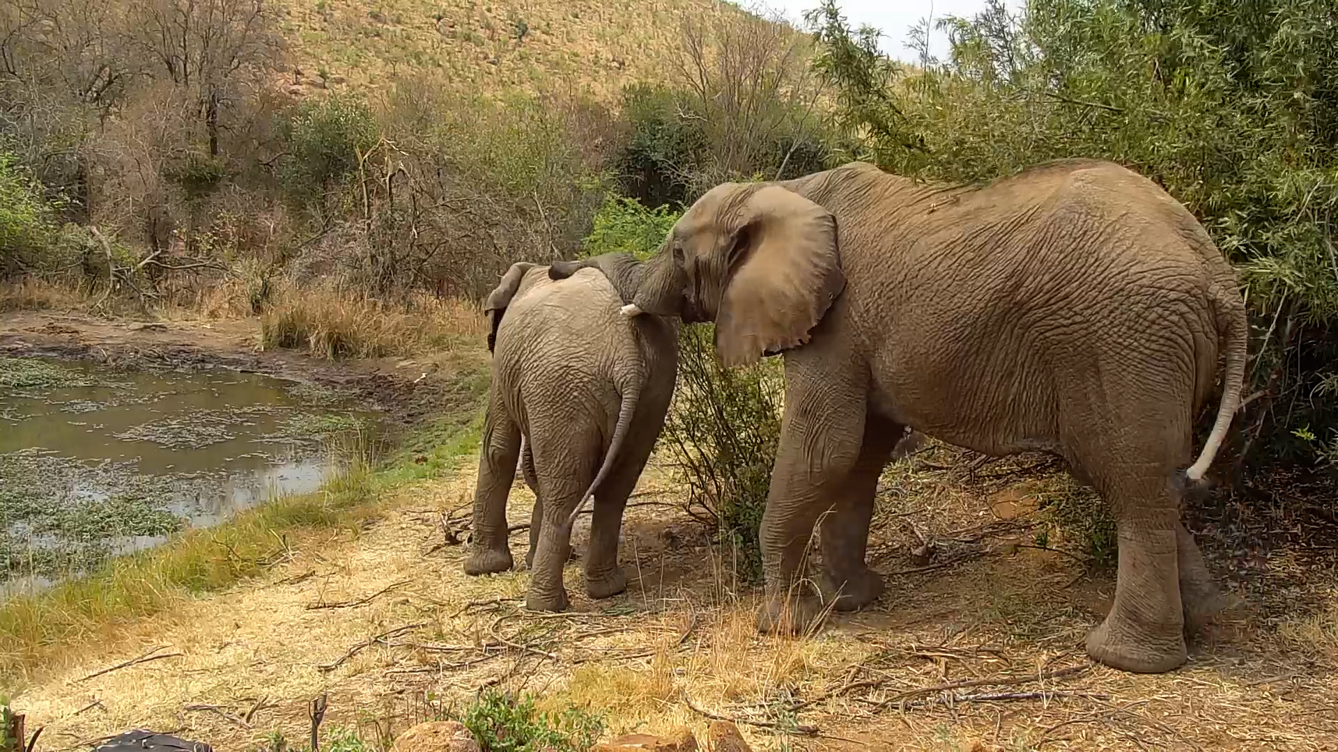 Peaceful Feeding: Elephants by the Camera