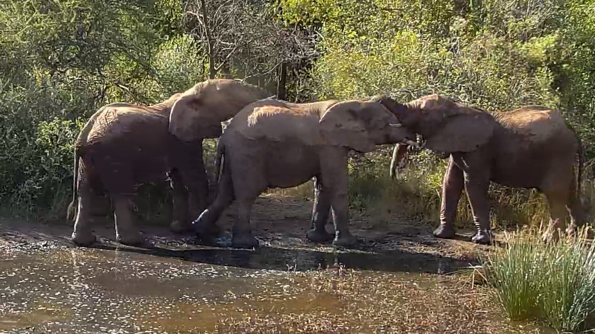 These Elephants Knew Exactly How to Beat the Heat