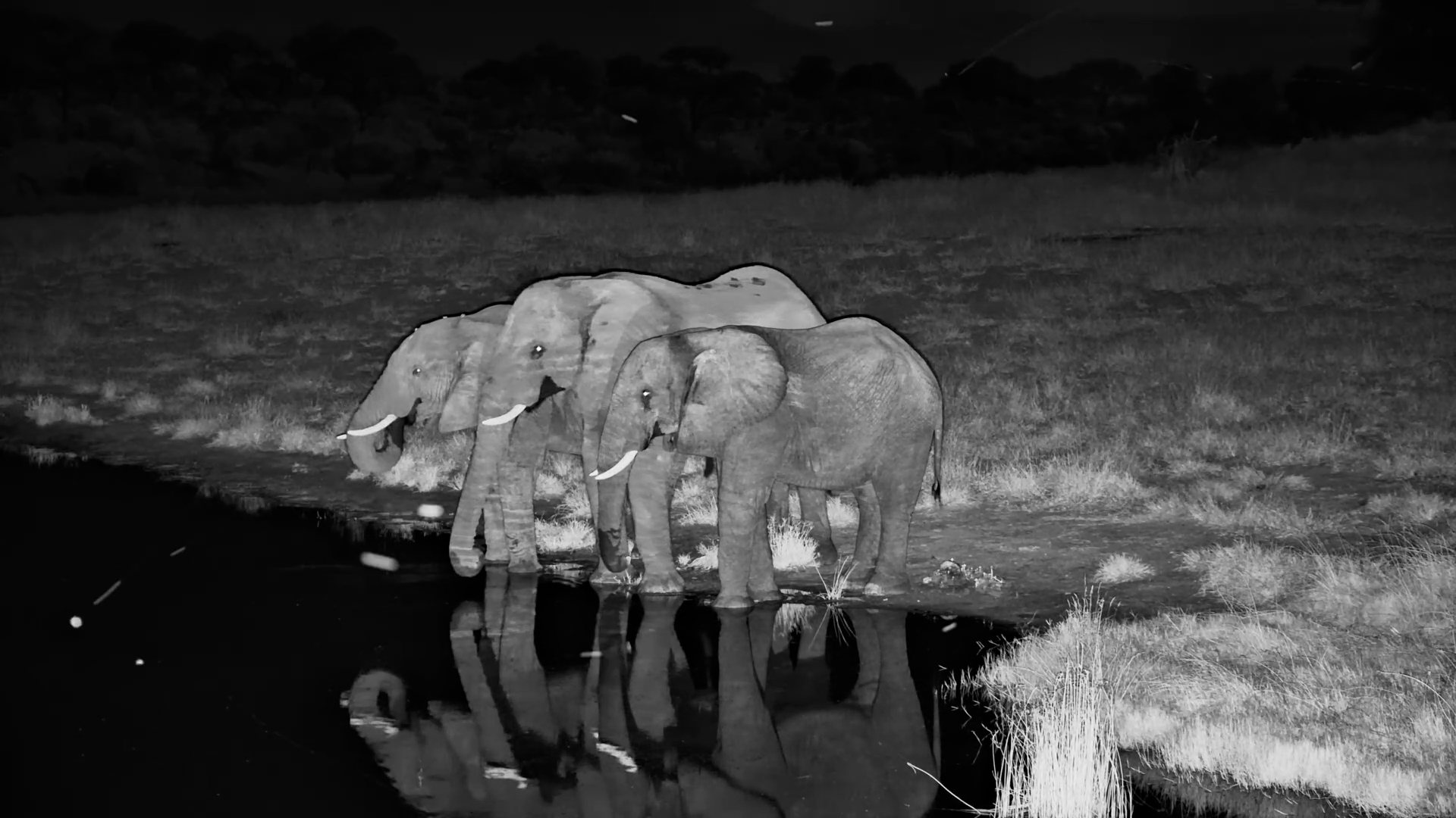 Three Elephants Drink at Night