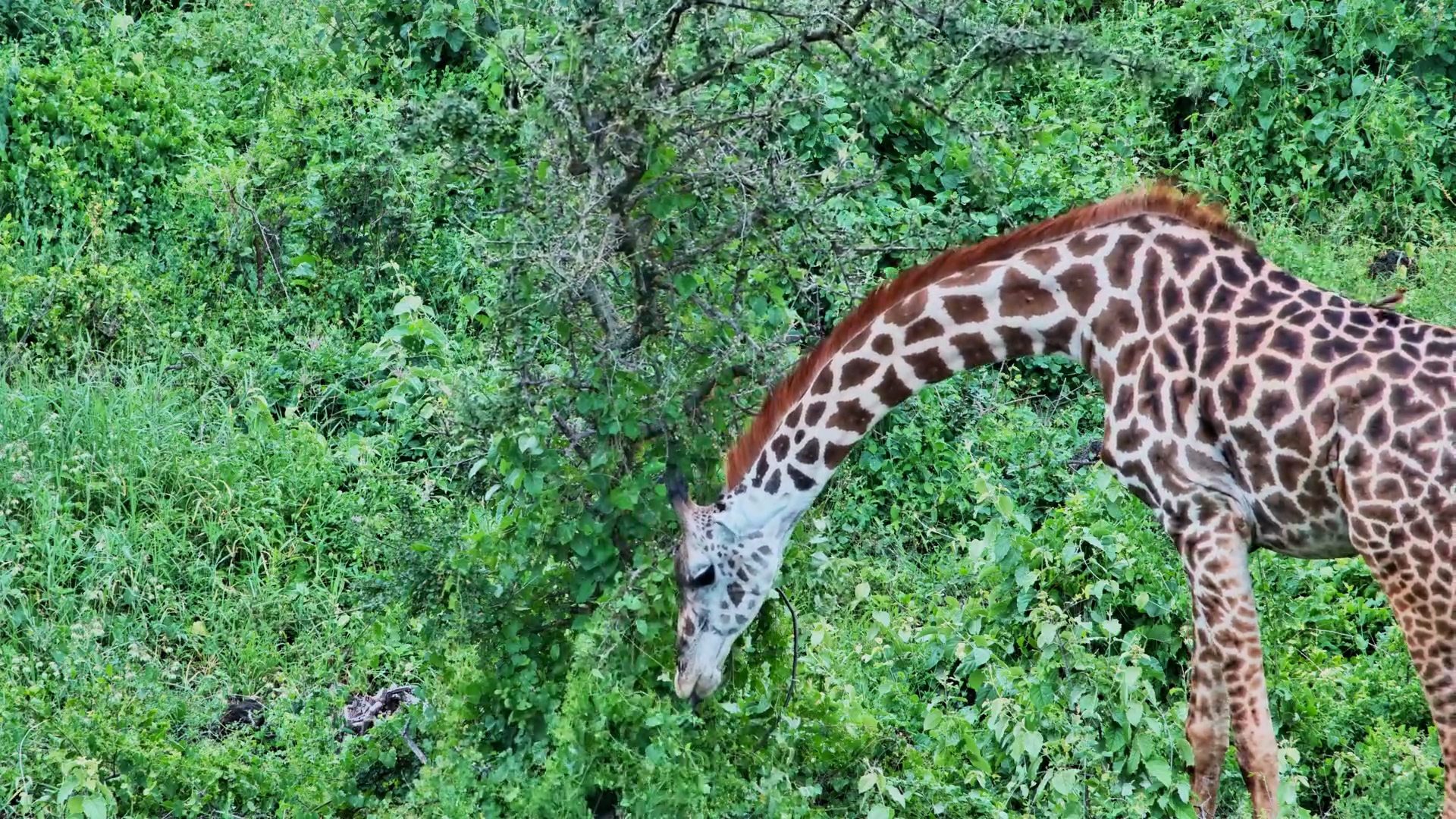 A Giraffe Trio at Finch Hattons