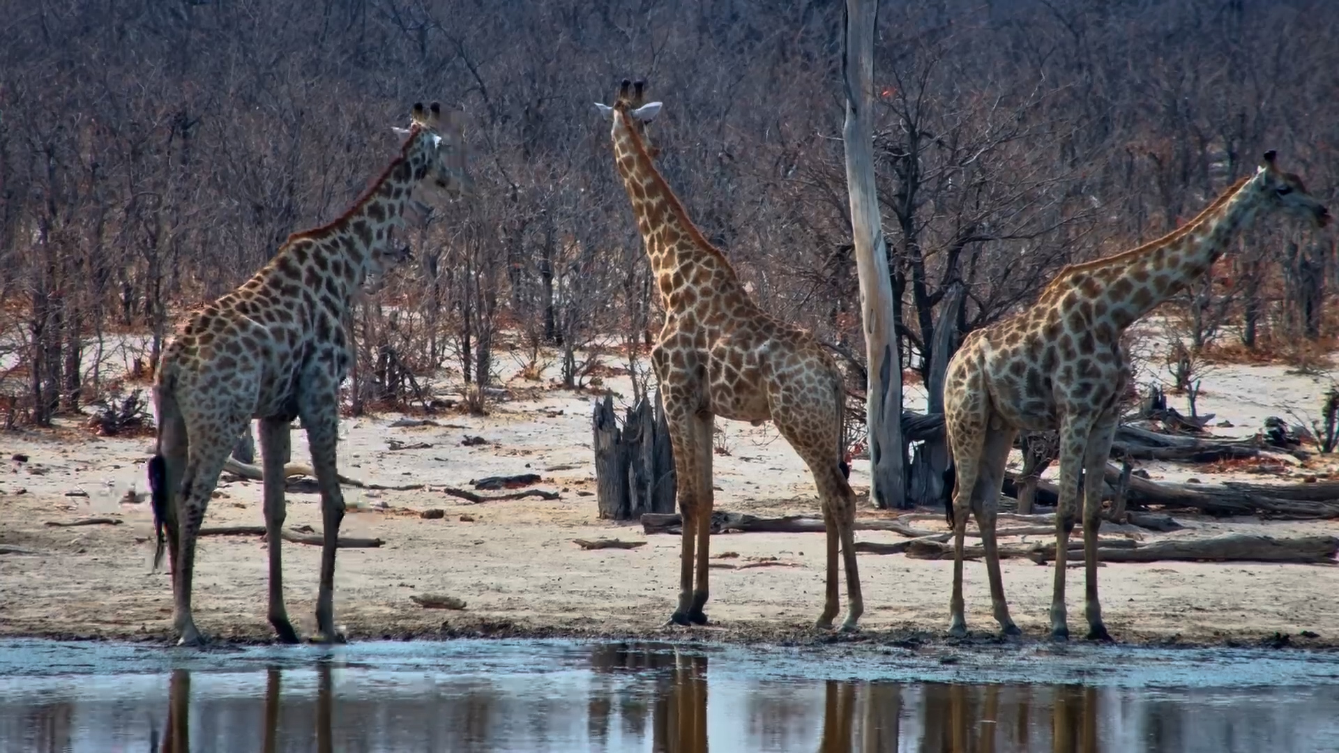Giraffe Gathering at Elephant Pan