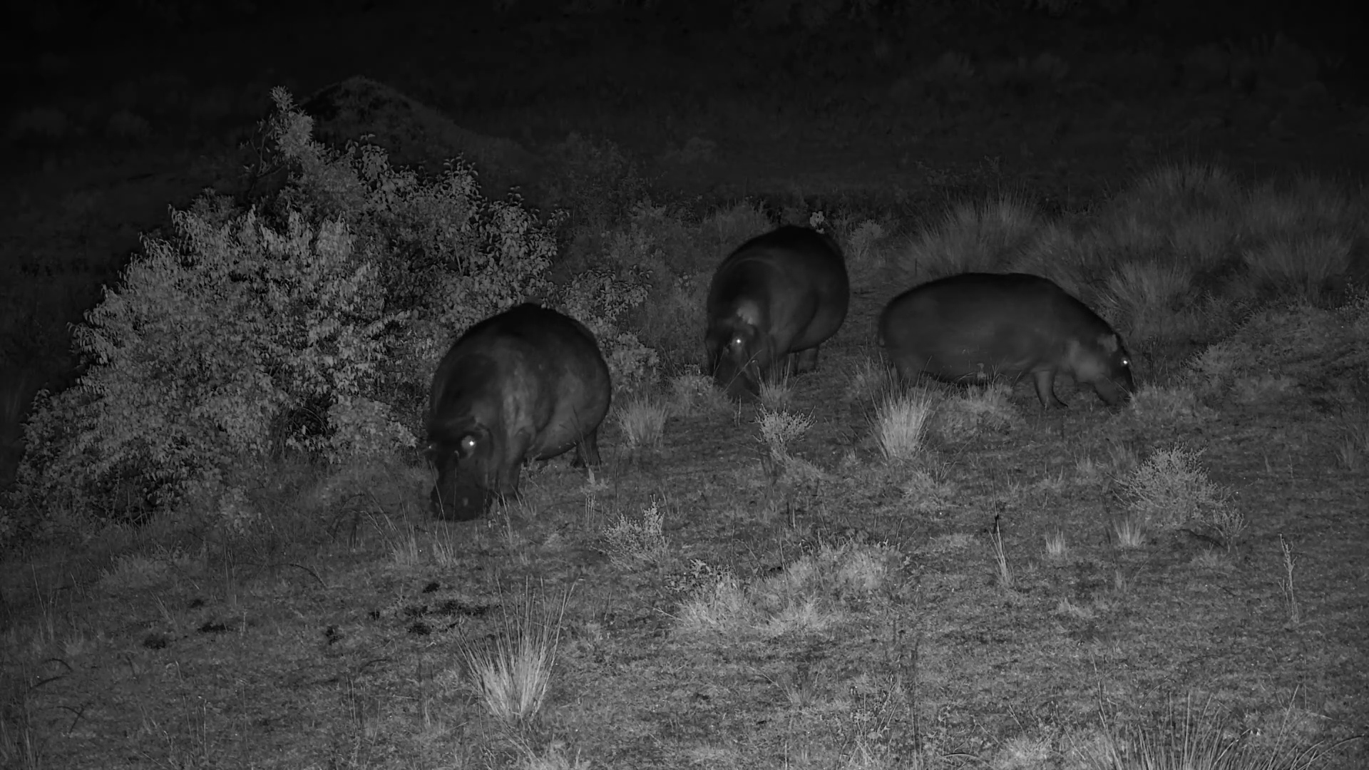 Hippos Grazing Quietly in the Dark
