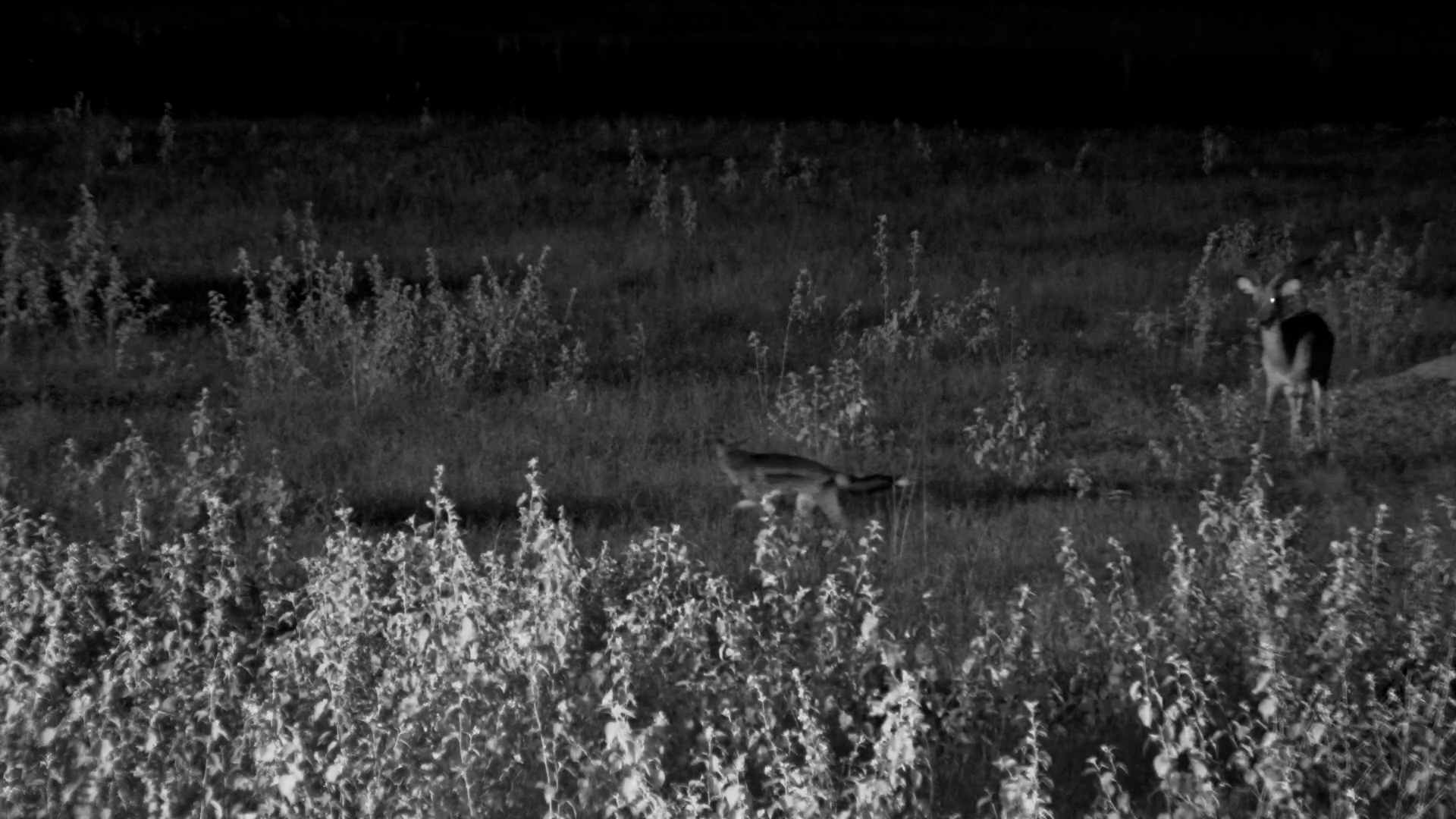 Three Frolicking Jackals